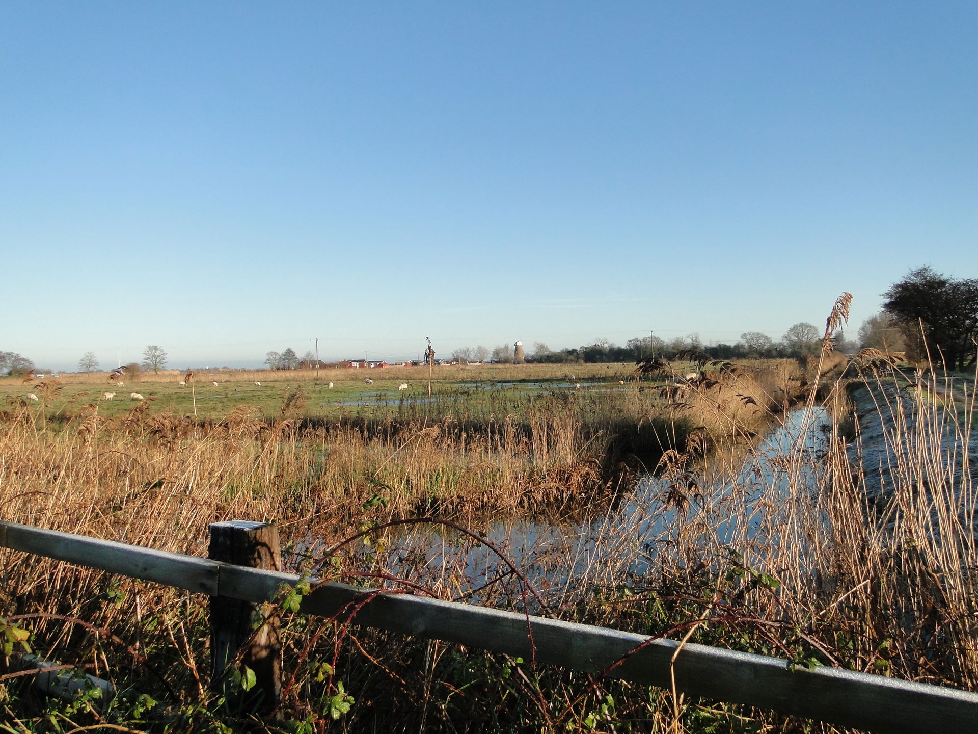 Marshes beside the River Thurne from Cess Road