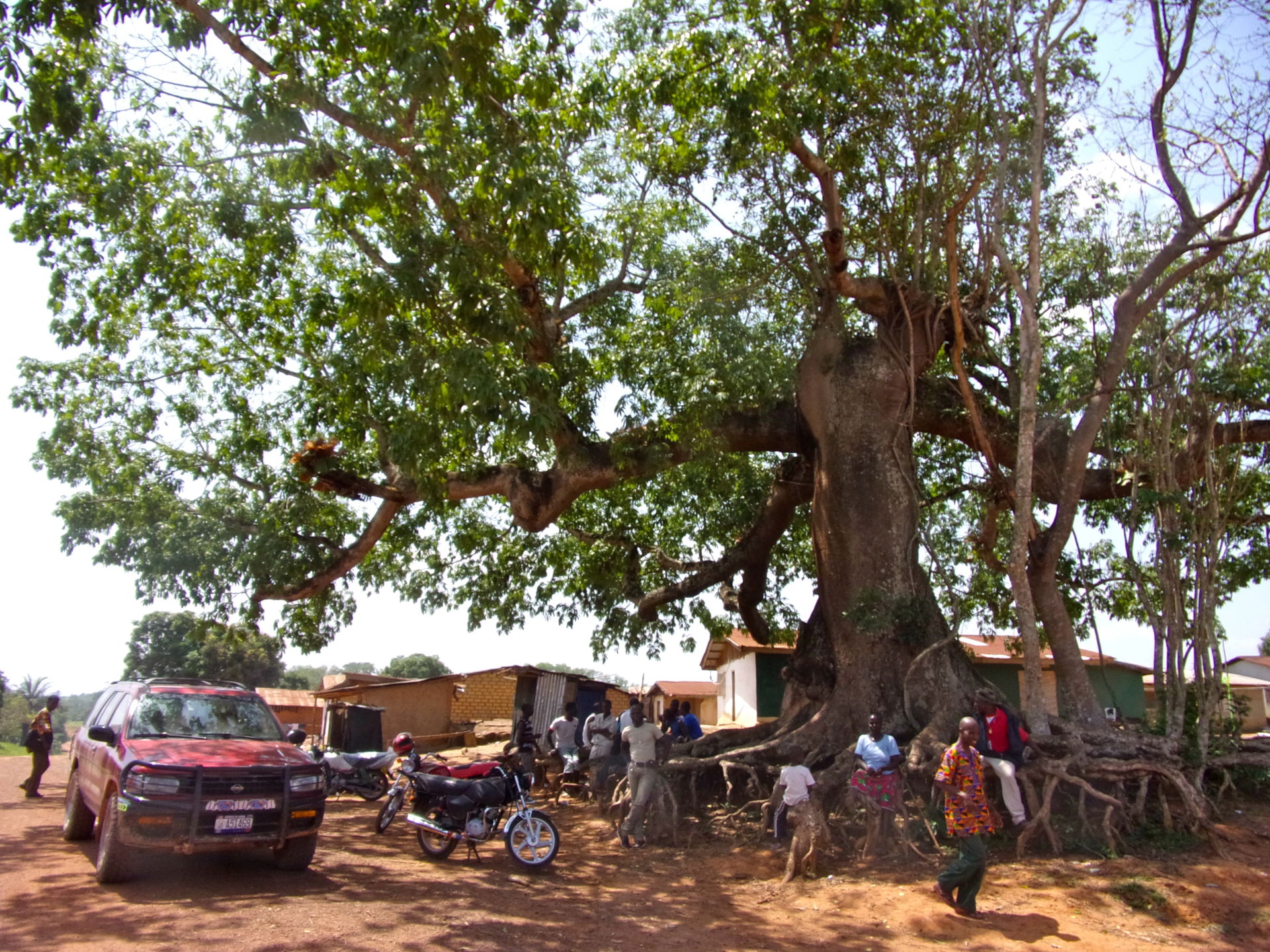 Tree near Sanniquelle
