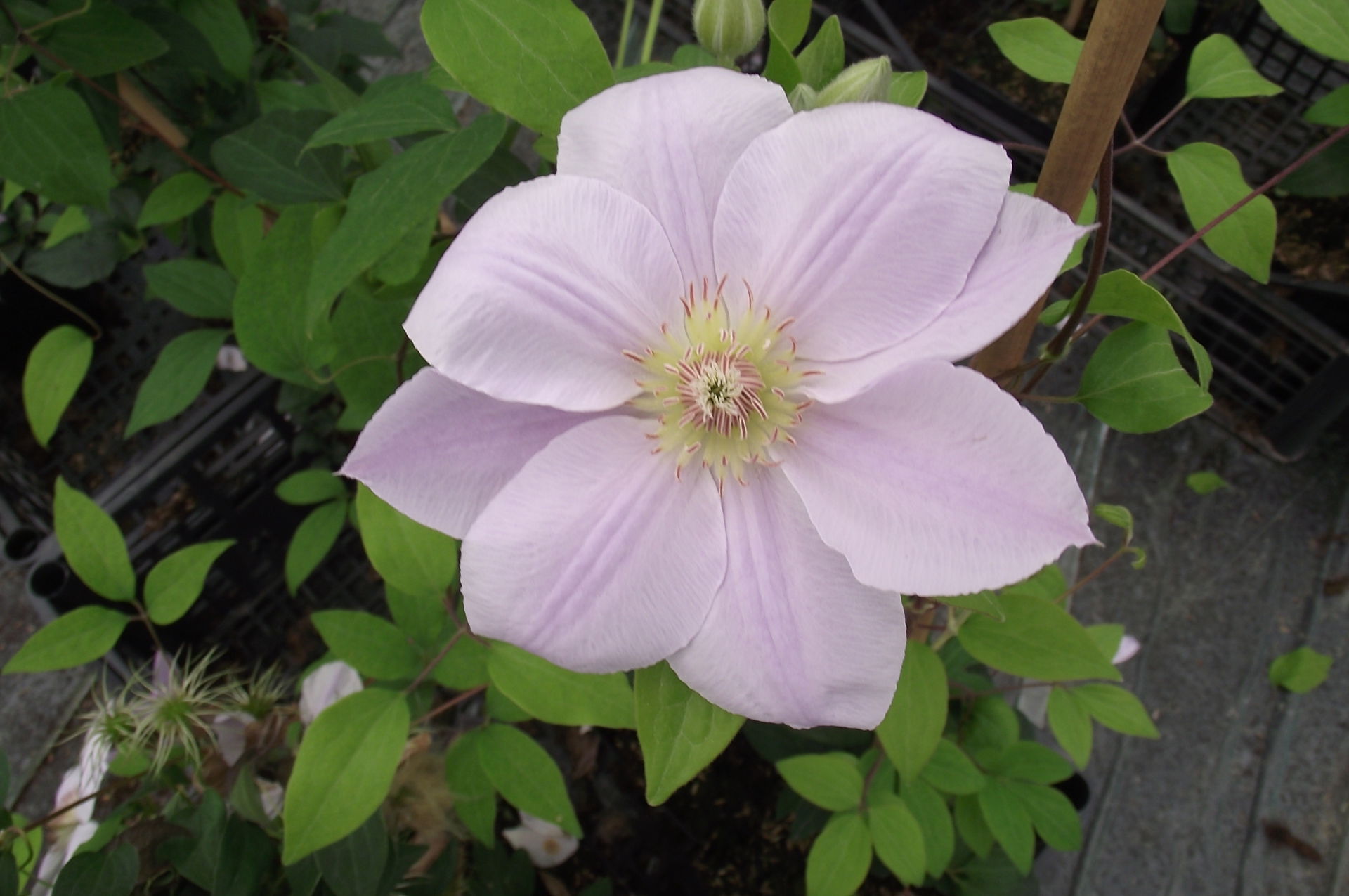 Clematite chantilly evipo021