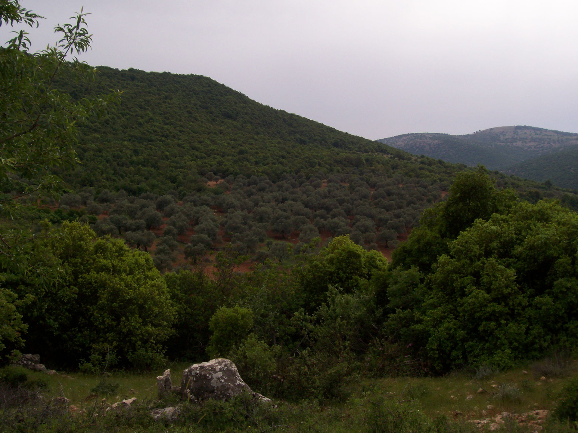 Ajloun mountains. Ajlun mountains.