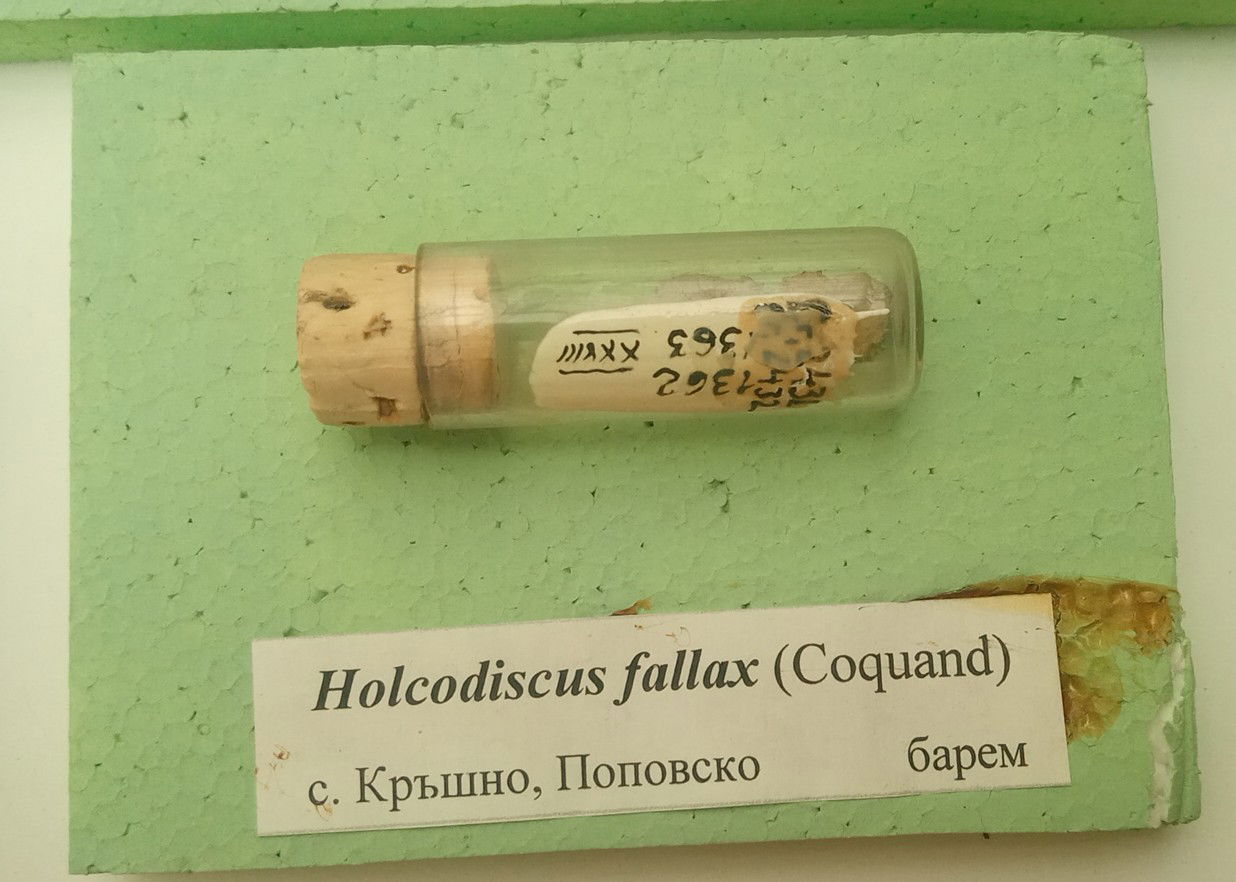 Holcodiscus fallax (Coquand) Barremian, Krushno, Popovo Provinc…