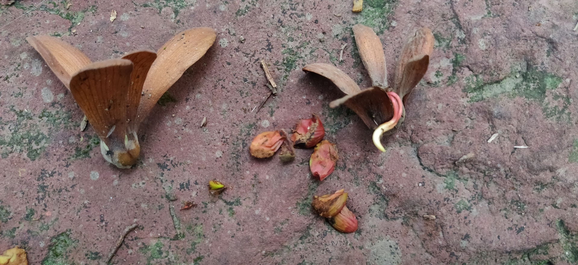 sal (Shorea robusta)