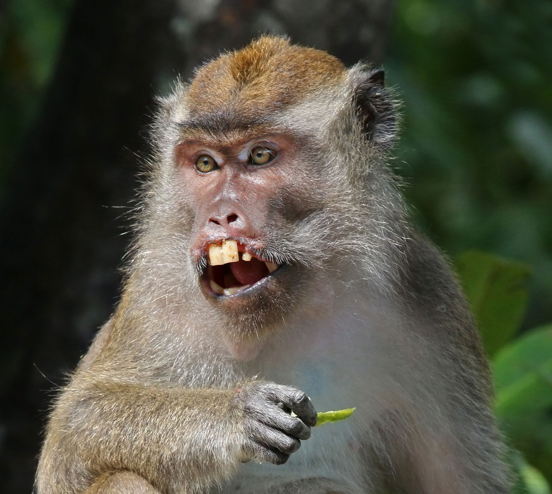 Long-tailed macaque (Macaca fascicularis), Labuk Bay, Sabah, B…