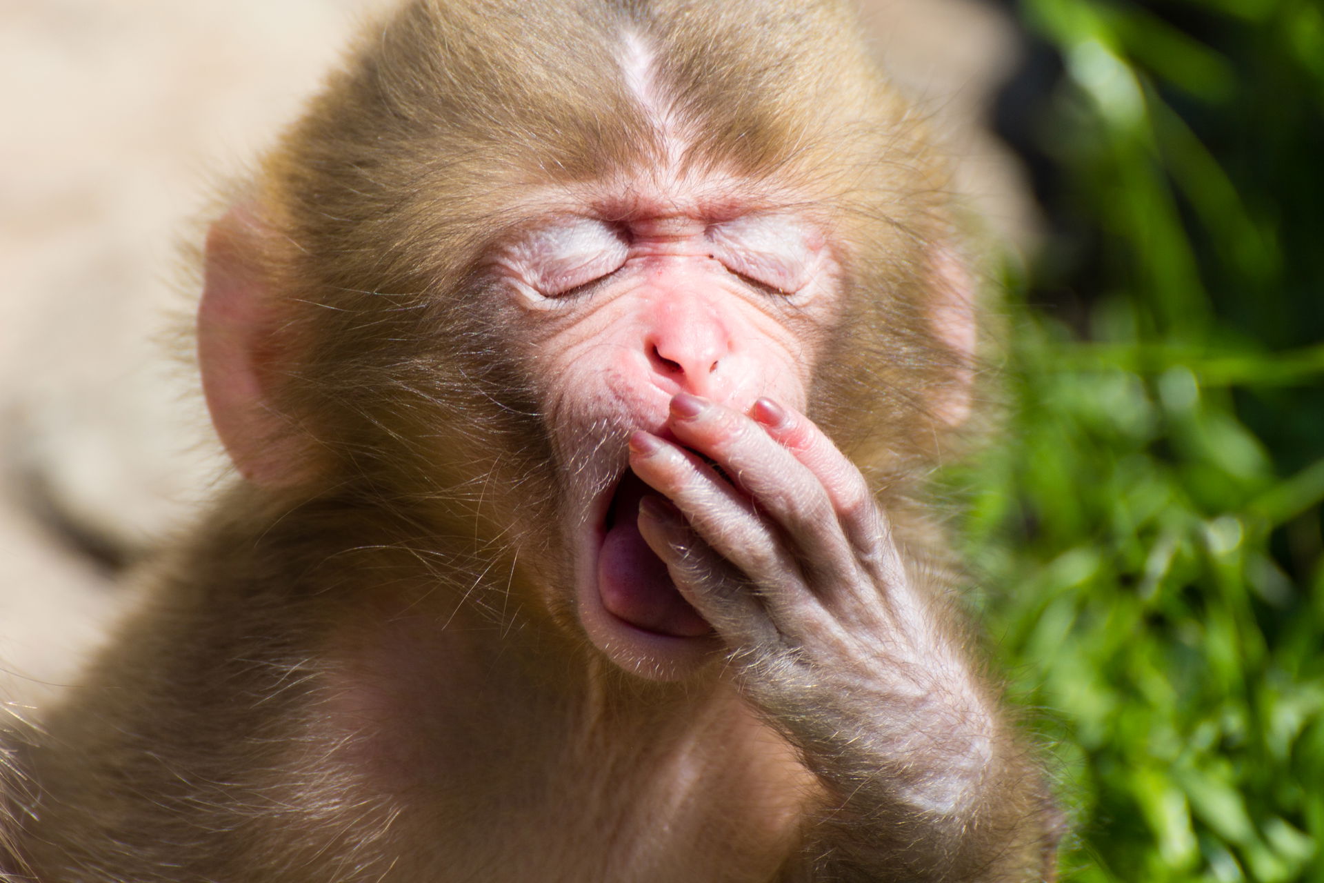 Japanese macaque (Macaca fuscata) juvenile yawning at the Jigok…