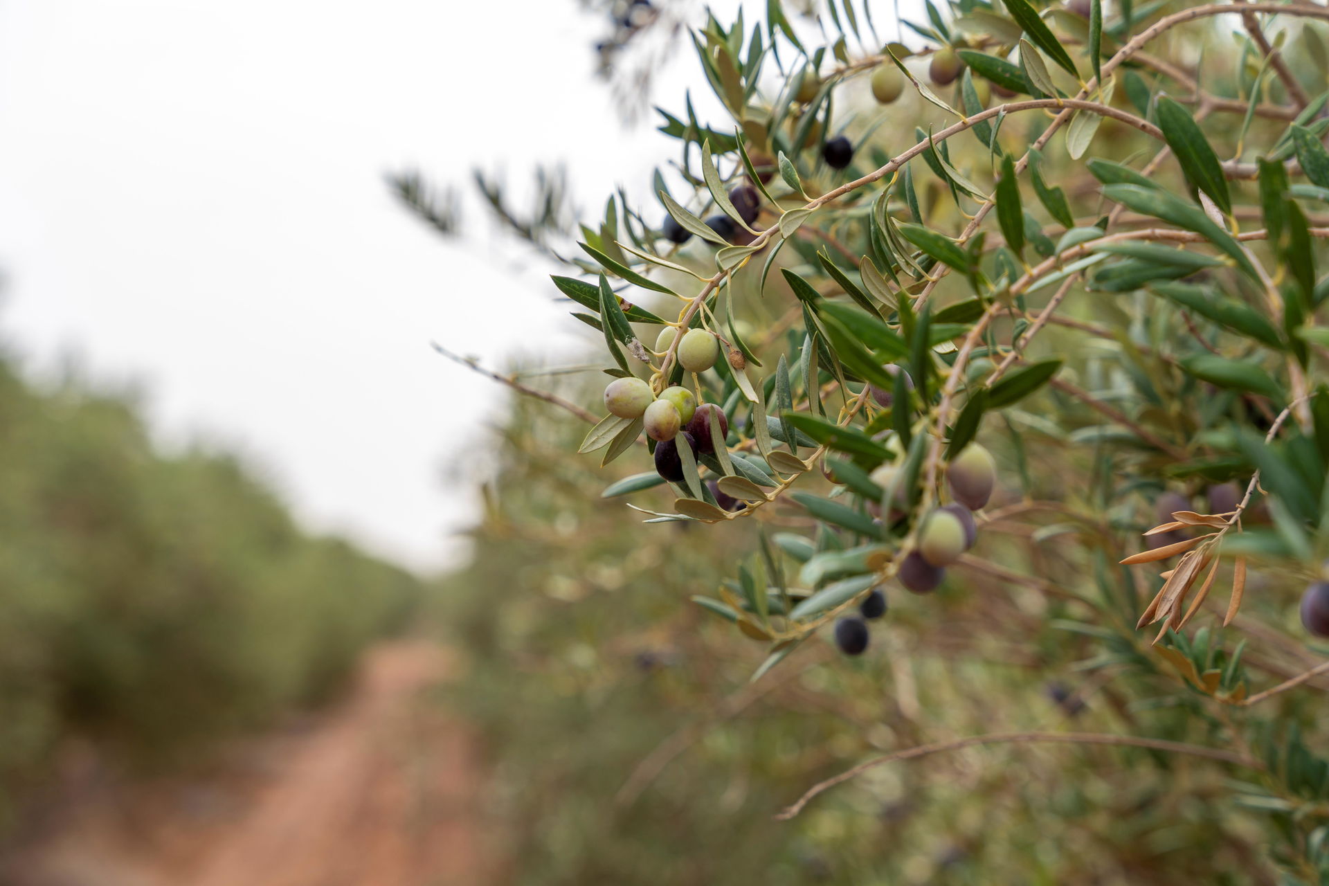 Olive farms in AlJawf, Saudi Arabia, in 2024.
