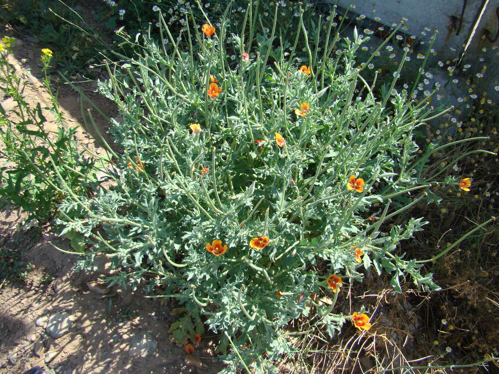 The plants of Glaucium corniculatum are very vigorous on waste …