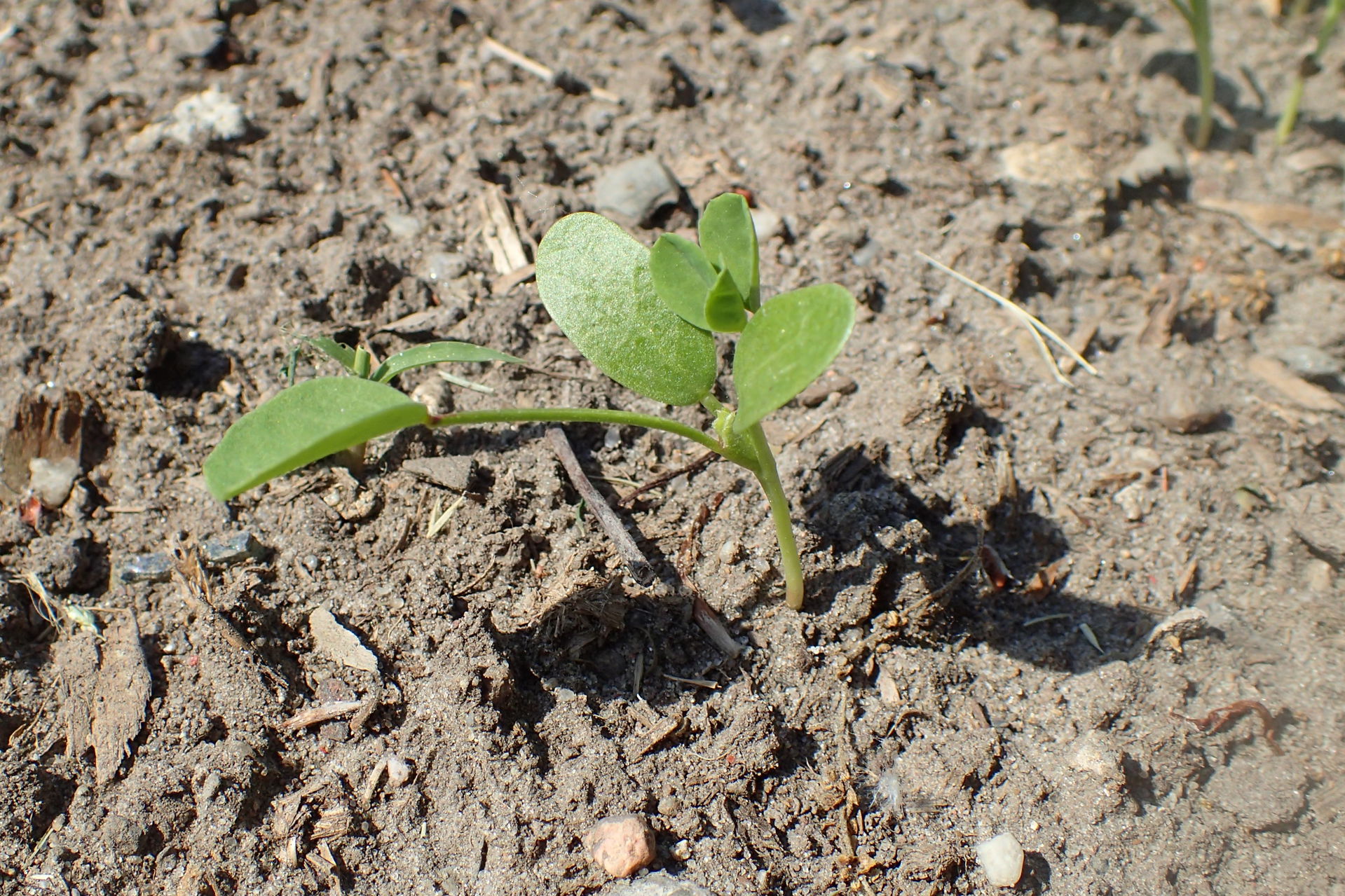 Trigonella foenum-graecum seedlings in the Botanischer Garten, …