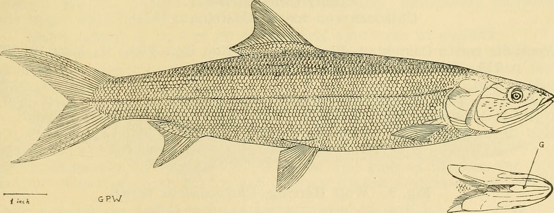 Title: The Australian zoologist
Identifier: australianzoolog919…
