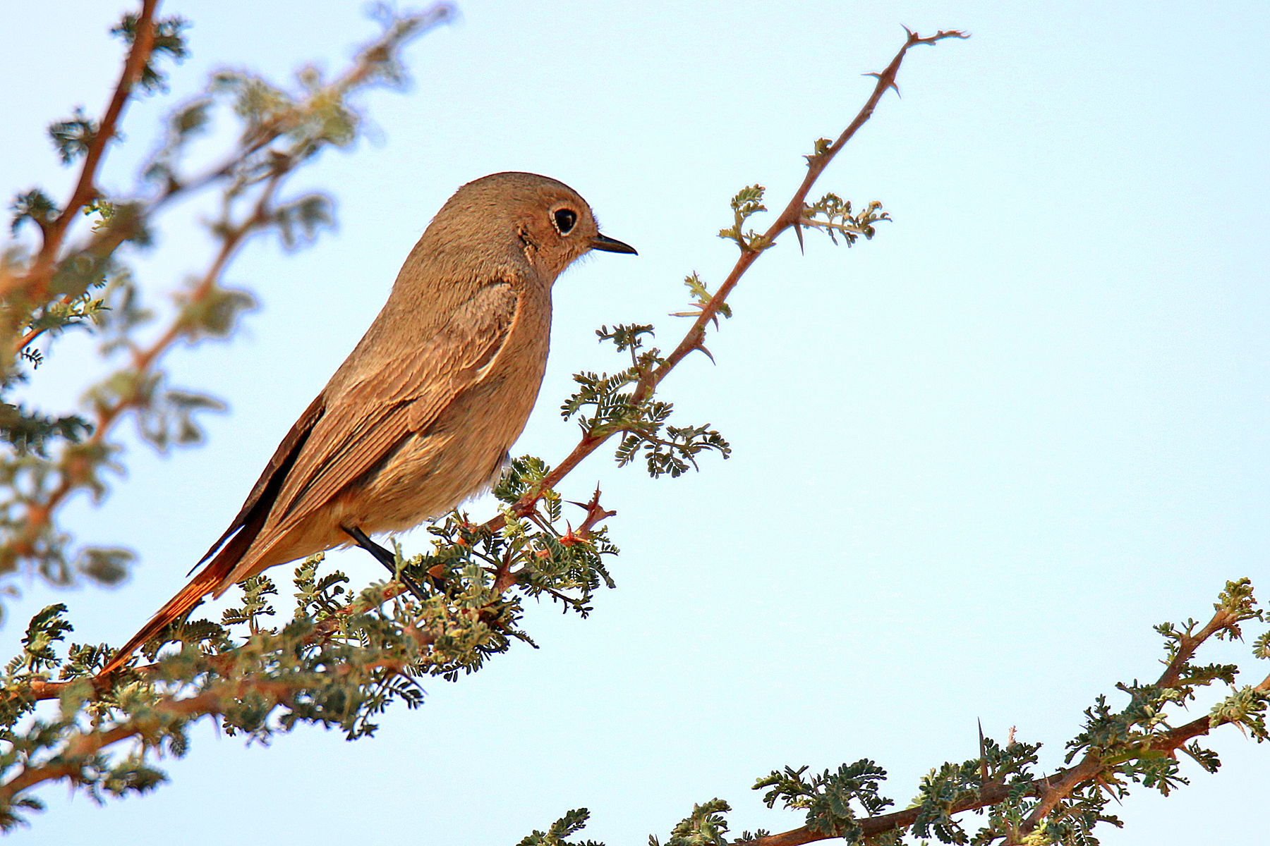 Black redstart Ibri Oman female