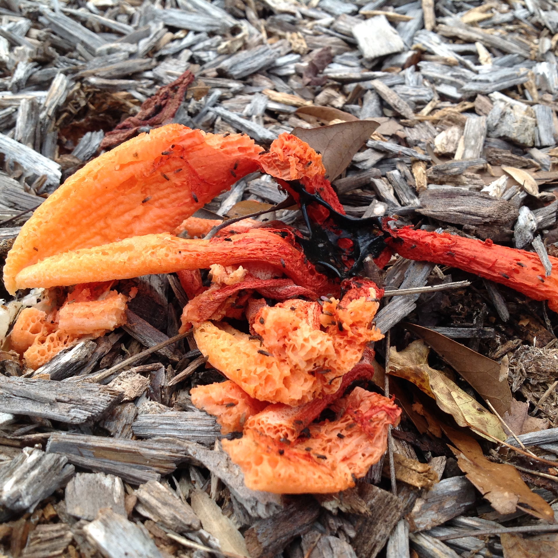 Column stink horn fungus (Clathrus columnatus) in Spanish Fort,…