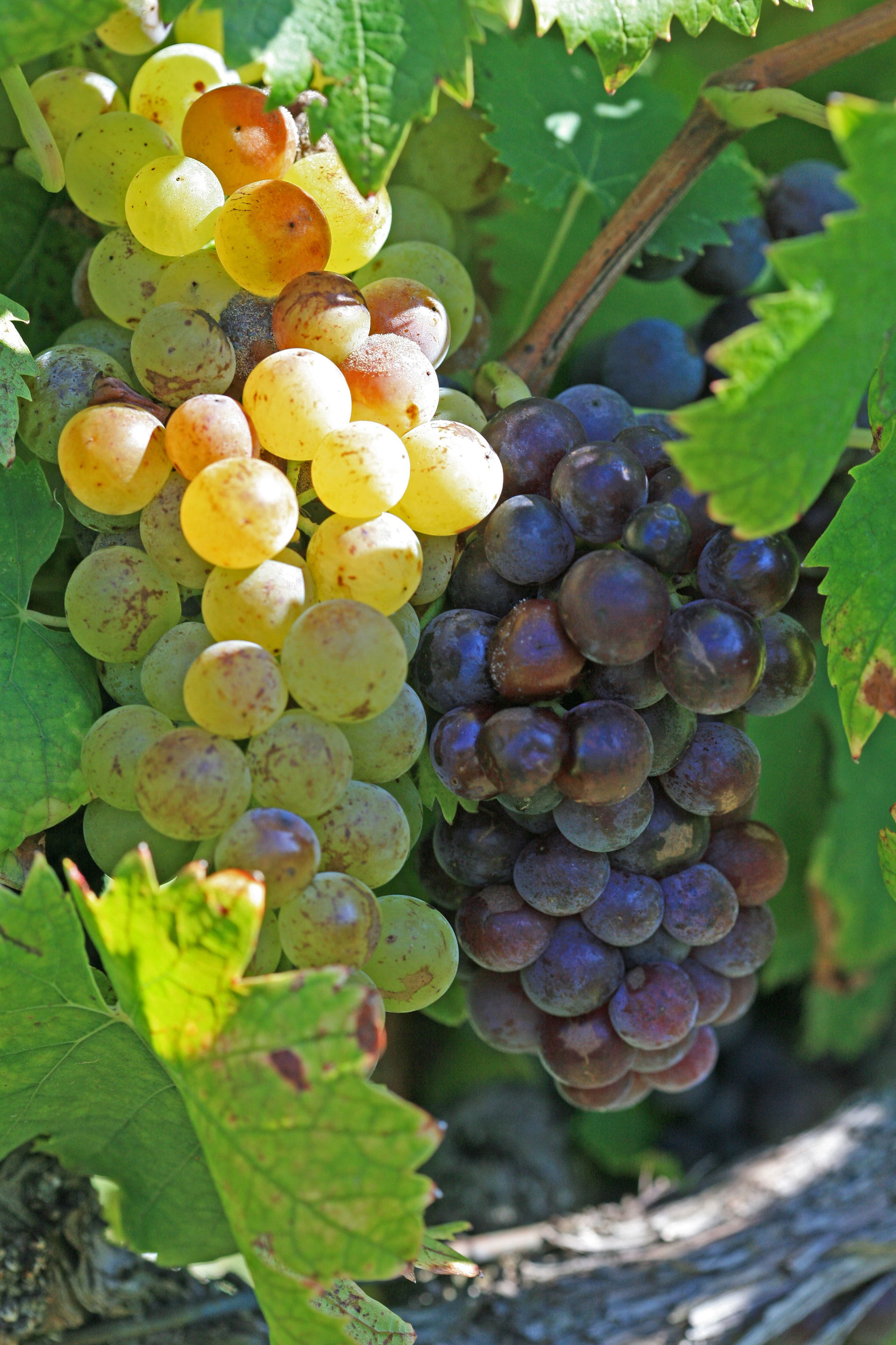 Muscat blanc et muscat noir - Beaumes-de-Venise, Vaucluse, Fran…