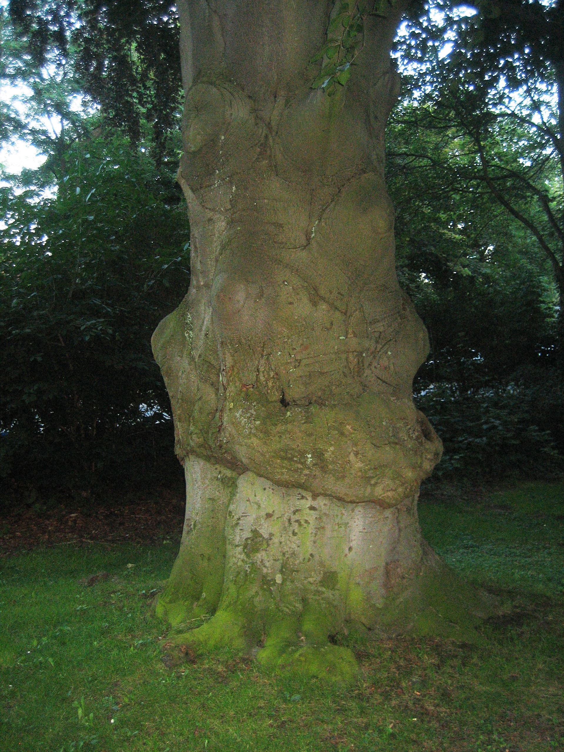 Old tree.