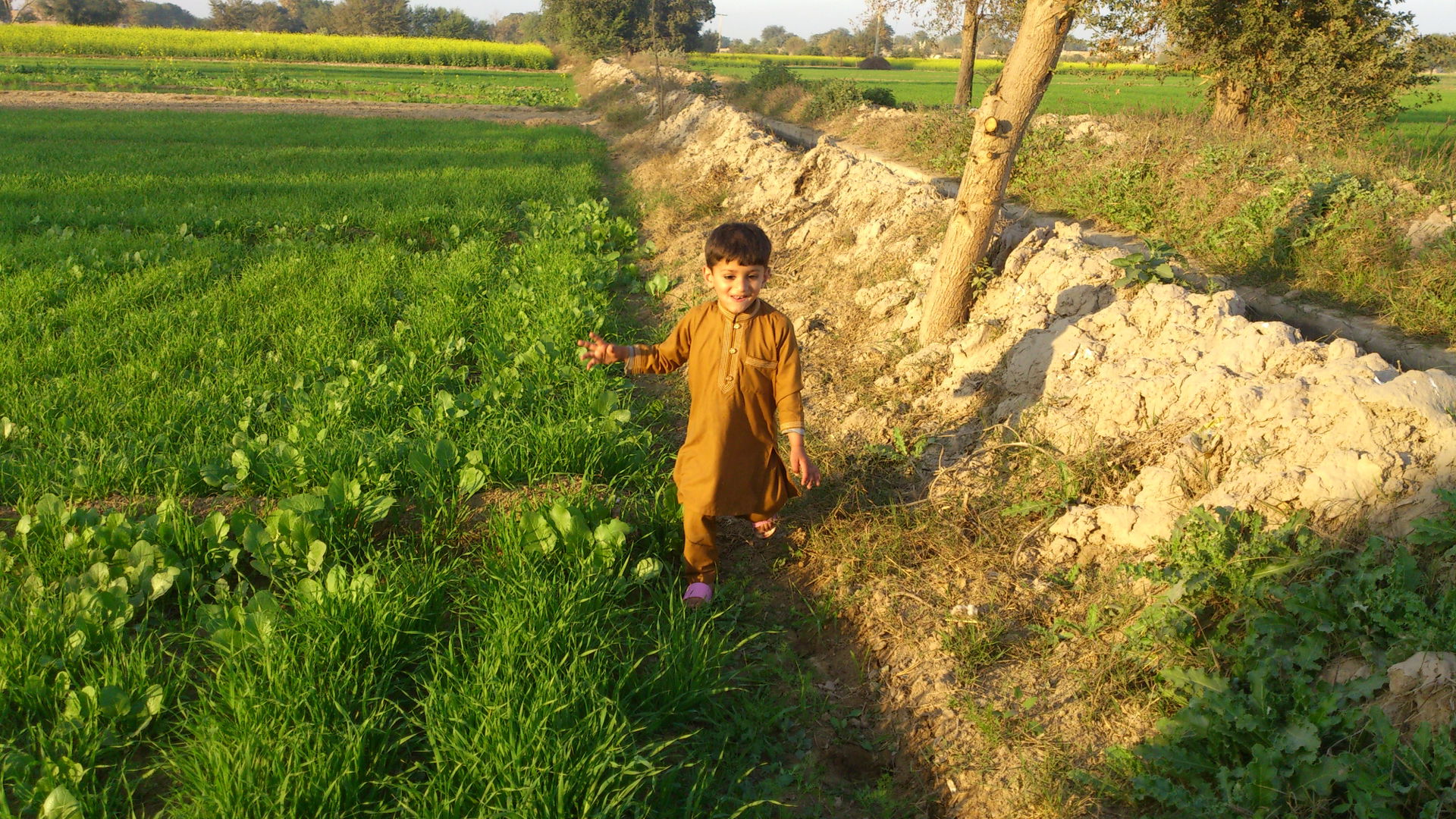 vegetable farms near chak 84/F