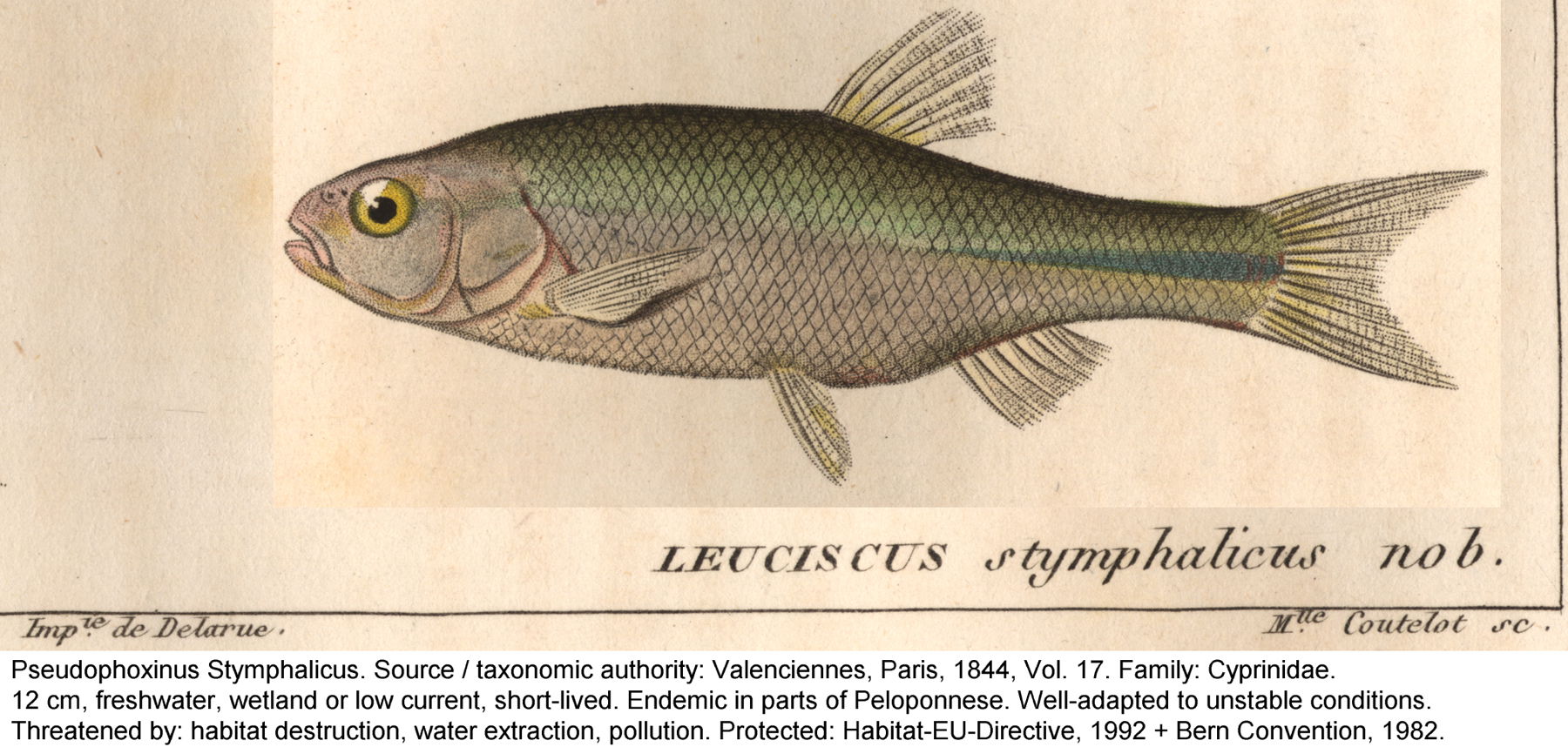 Pseudophoxinus stymphalicus (fam: carps/Karpfenfische)
Habitats…