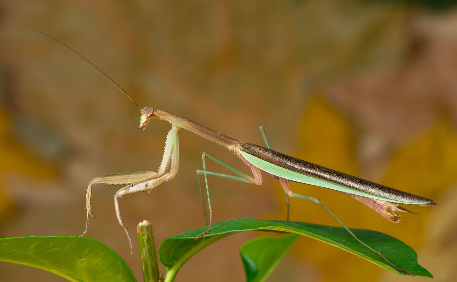 "Tenodera sinensis" Chinese mantis.