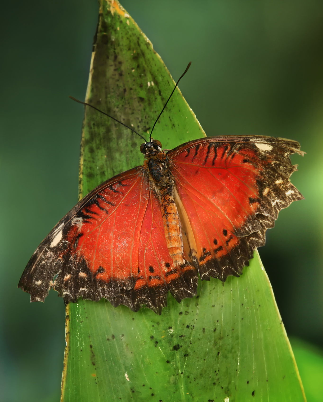 The Leopard Lacewing Cethosia cyane is a species of heliconiina…