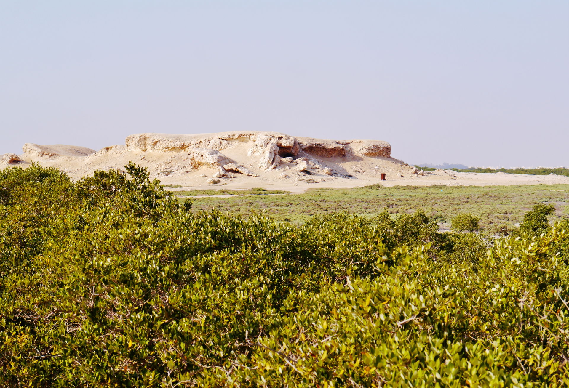 Mangrove Forest on Al Khor Island, Al Khor, Qatar