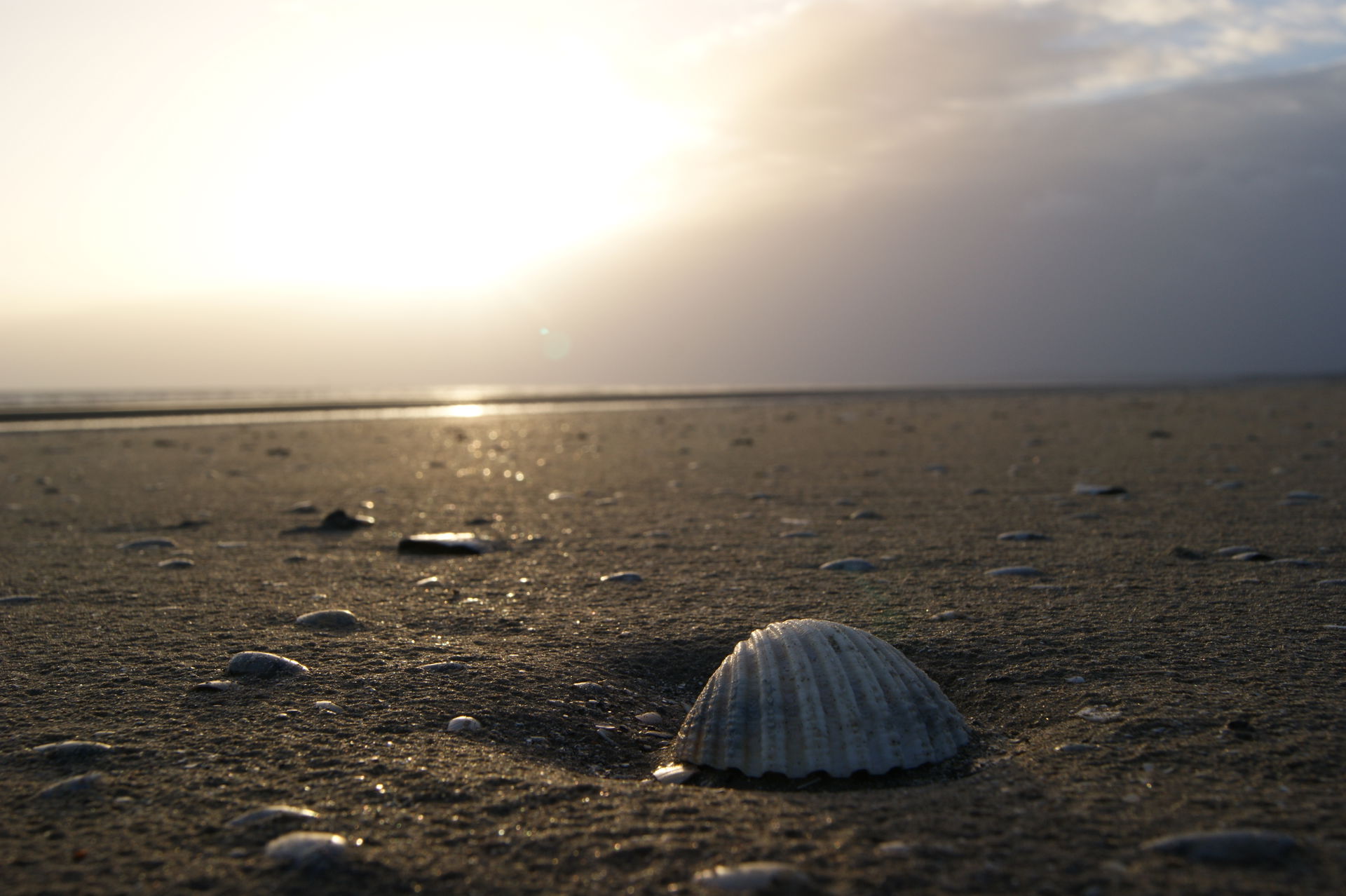 Bettystown (Co. Meath): Shell