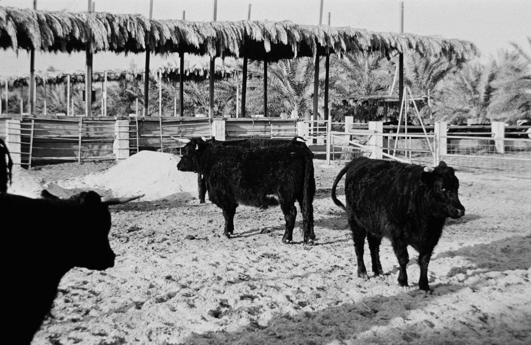 Welsh Black cattle at Hofuf in Saudi Arabia