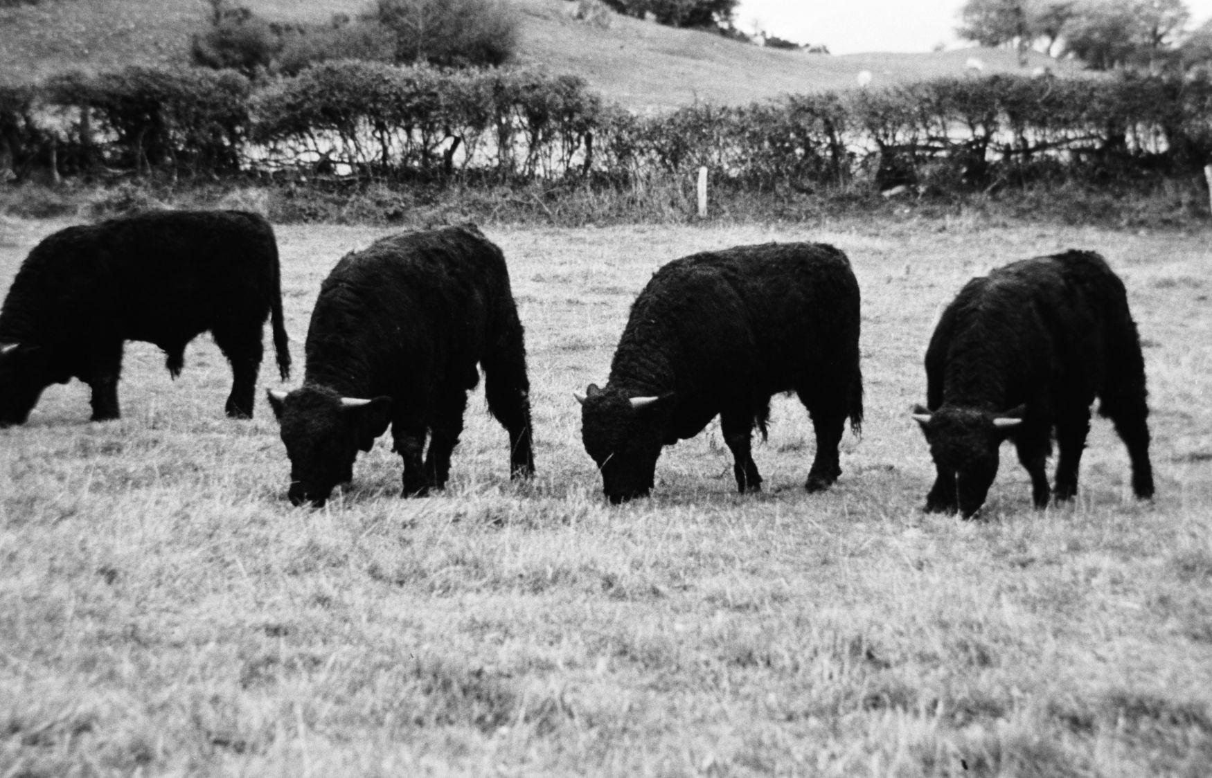 Welsh Black cattle at Hofuf in Saudi Arabia