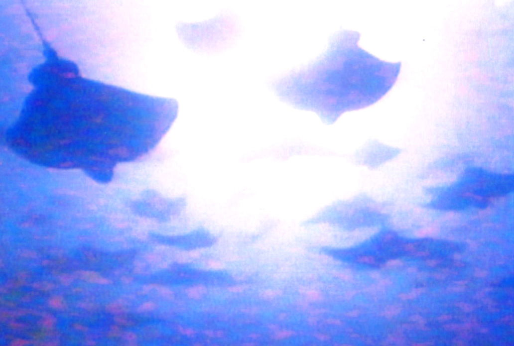 1984. Migración de mantarrayas en el mar Rojo, cerca de Yanbu a…