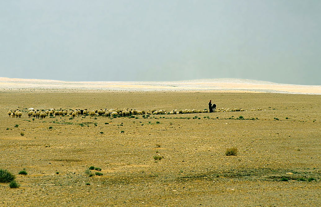 Flock of sheep in a sub-desert area. Al-Qutayfah, Riq Dimashq, …