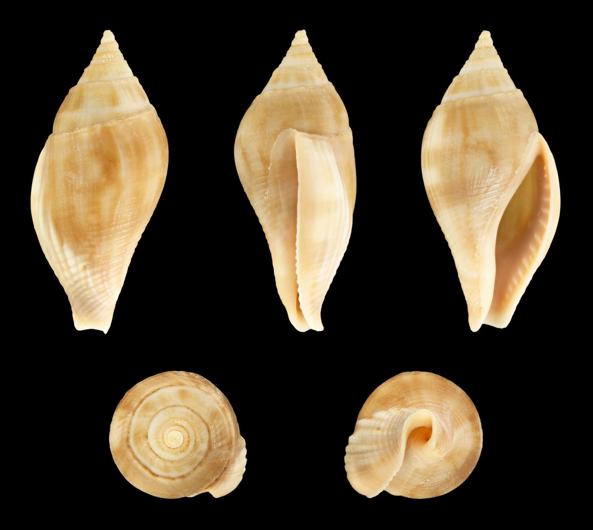 Metula cumingi Adams, 1853, Cuming's Metula; Length 3.8 cm; Ori…
