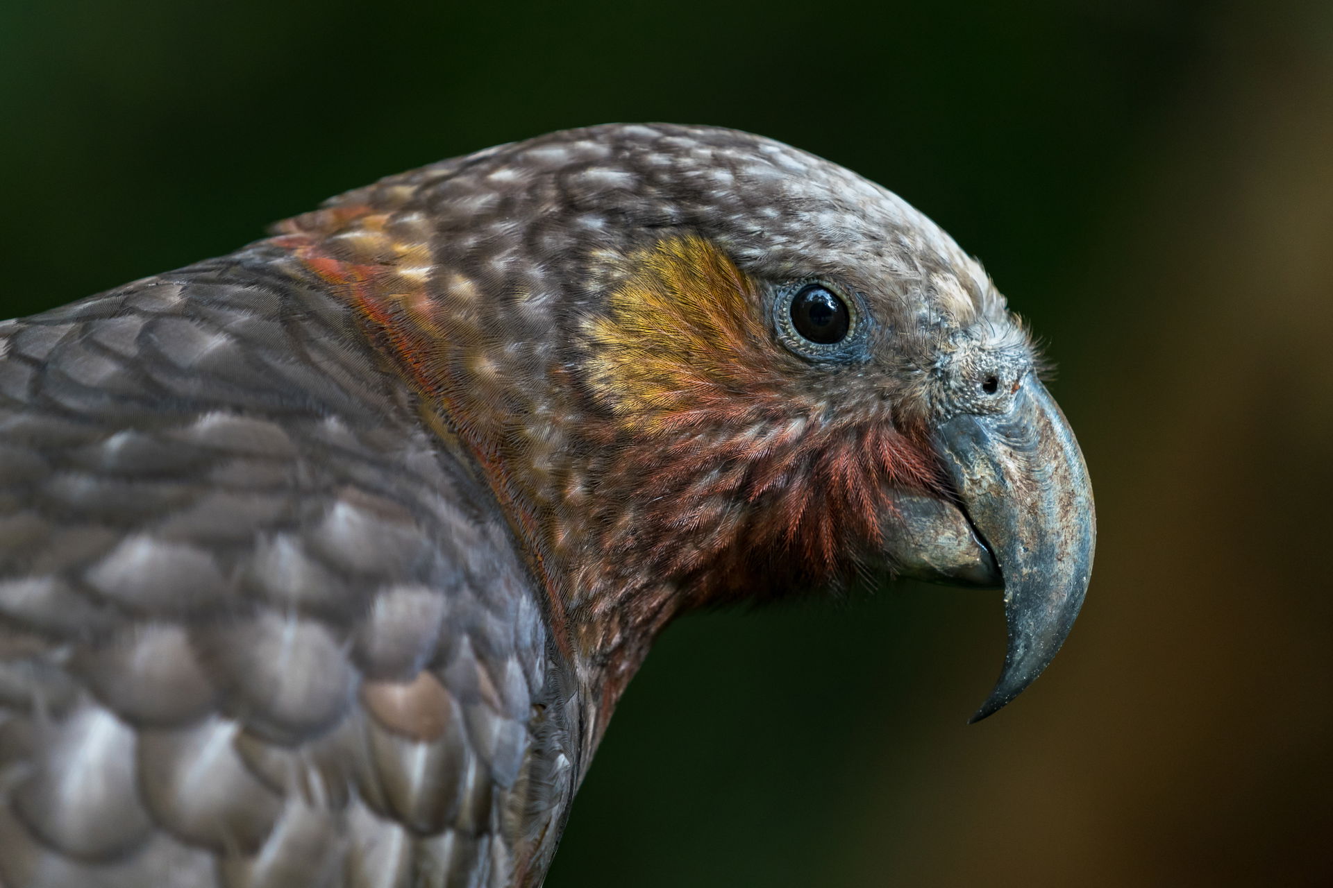 Head profile of an adult North Island kaka (Nestor meridionalis…