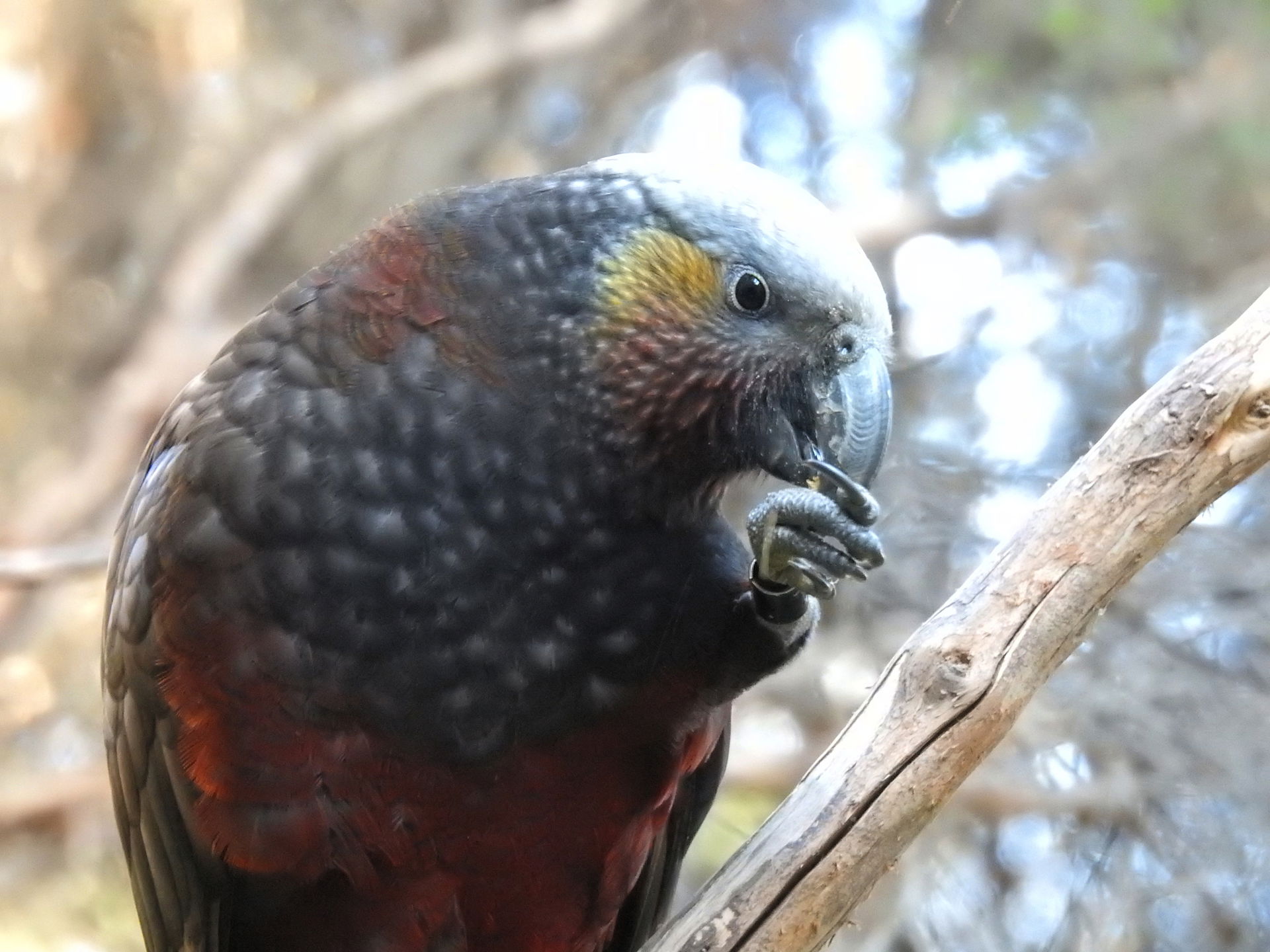 New Zealand Kākā (Nestor meridionalis)