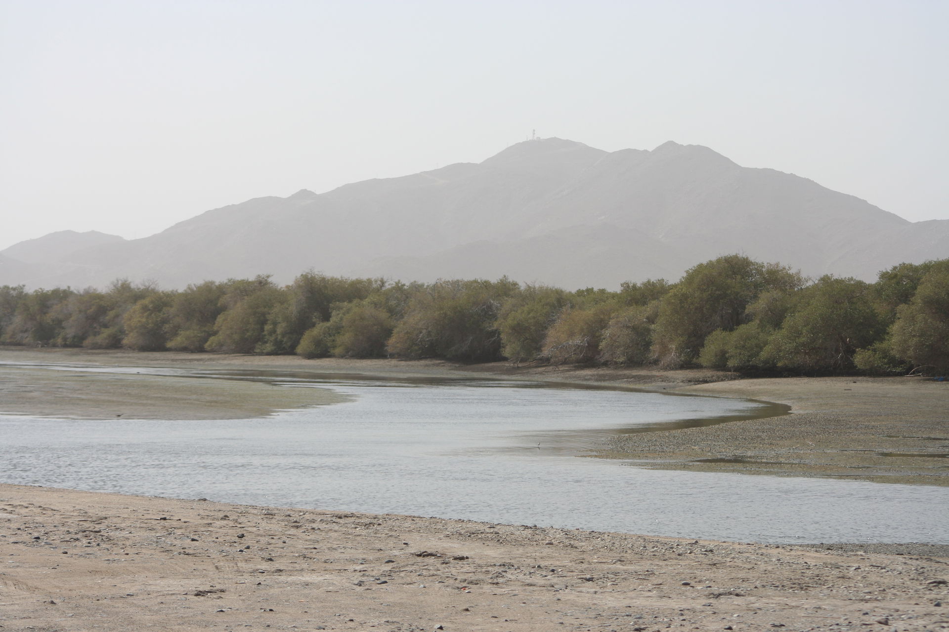 The mangroves at Khor Kalba on the East coast of the UAE are an…