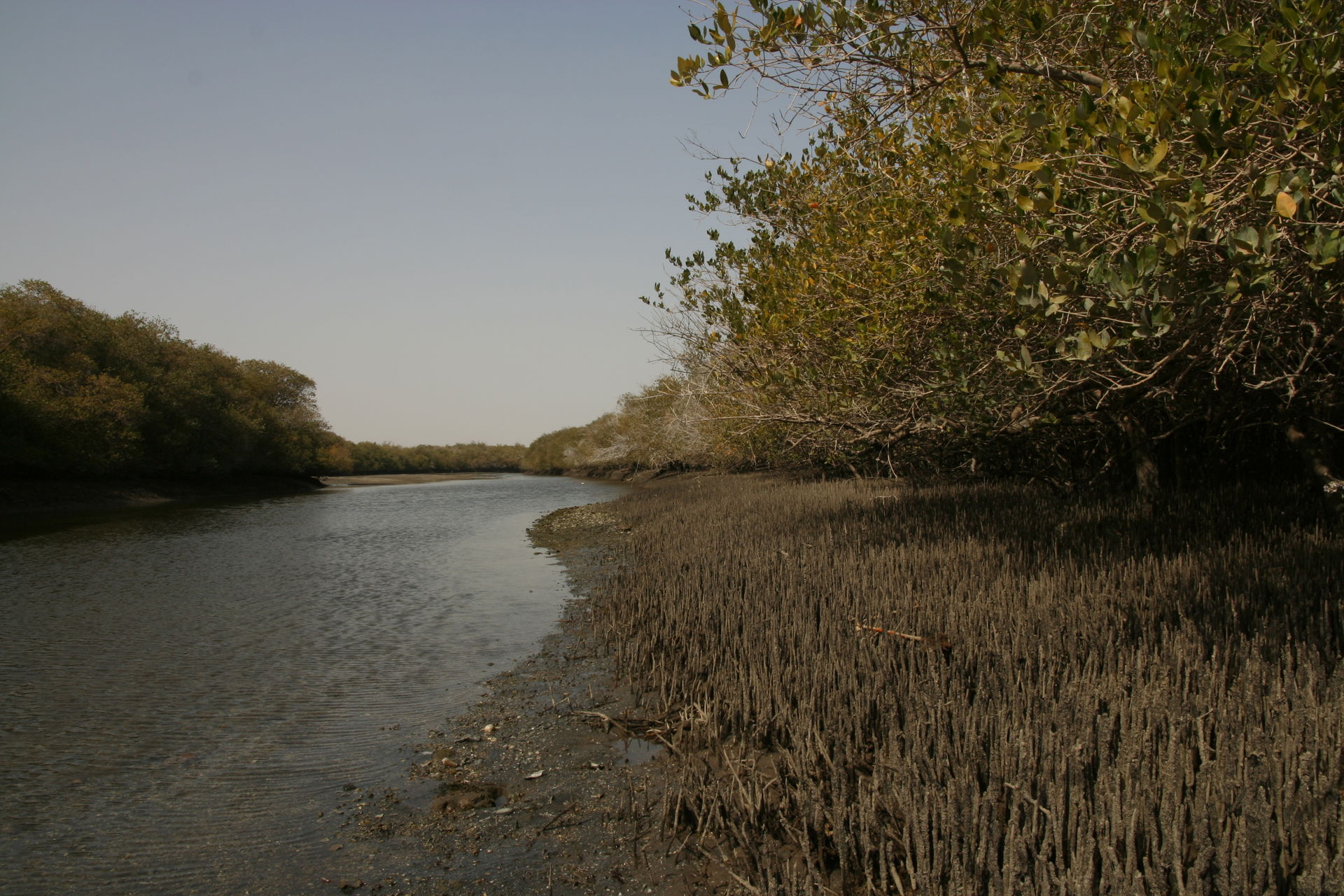 The mangroves at Khor Kalba on the East coast of the UAE are an…