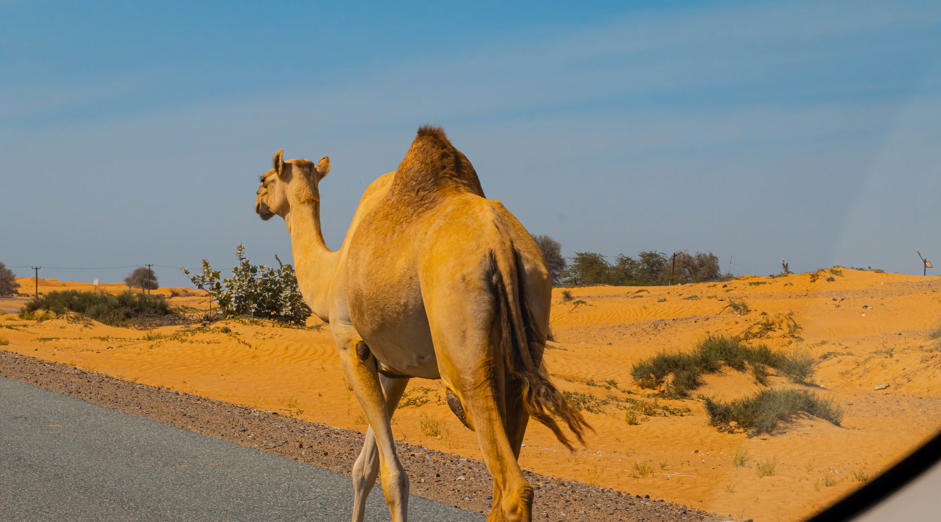 Camel portrain, Ras al Khaimah, UAE