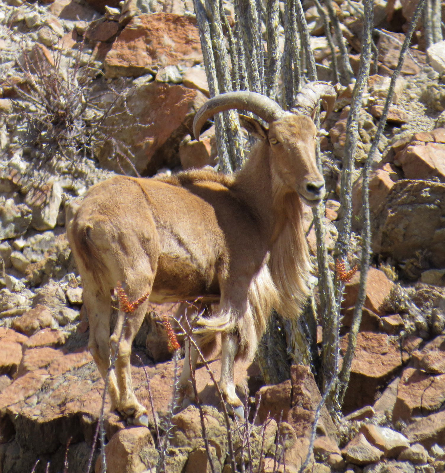 Aoudad (Ammotragus lervia)