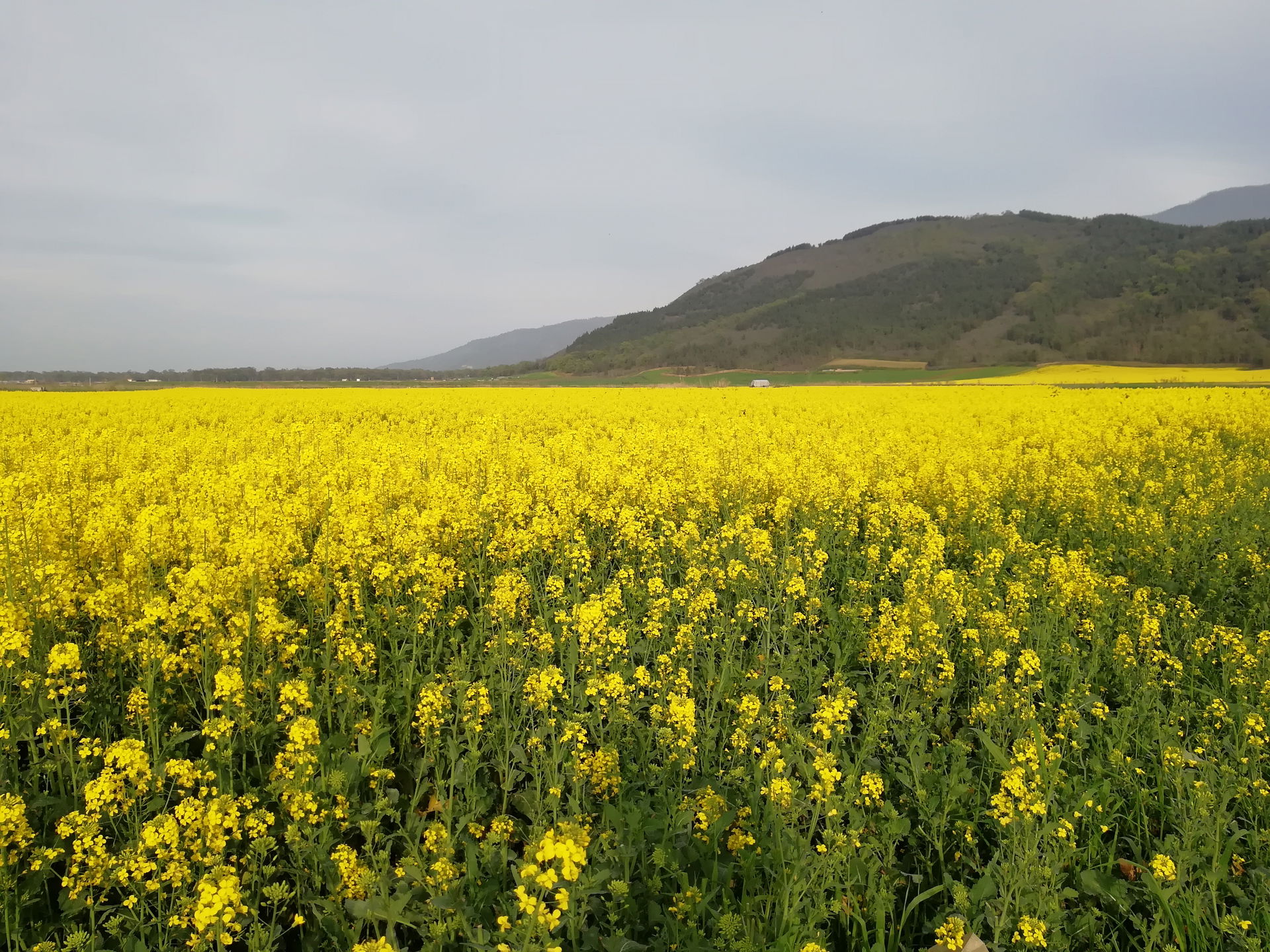 Rapeseed Farm in Shirabad-village, Iran