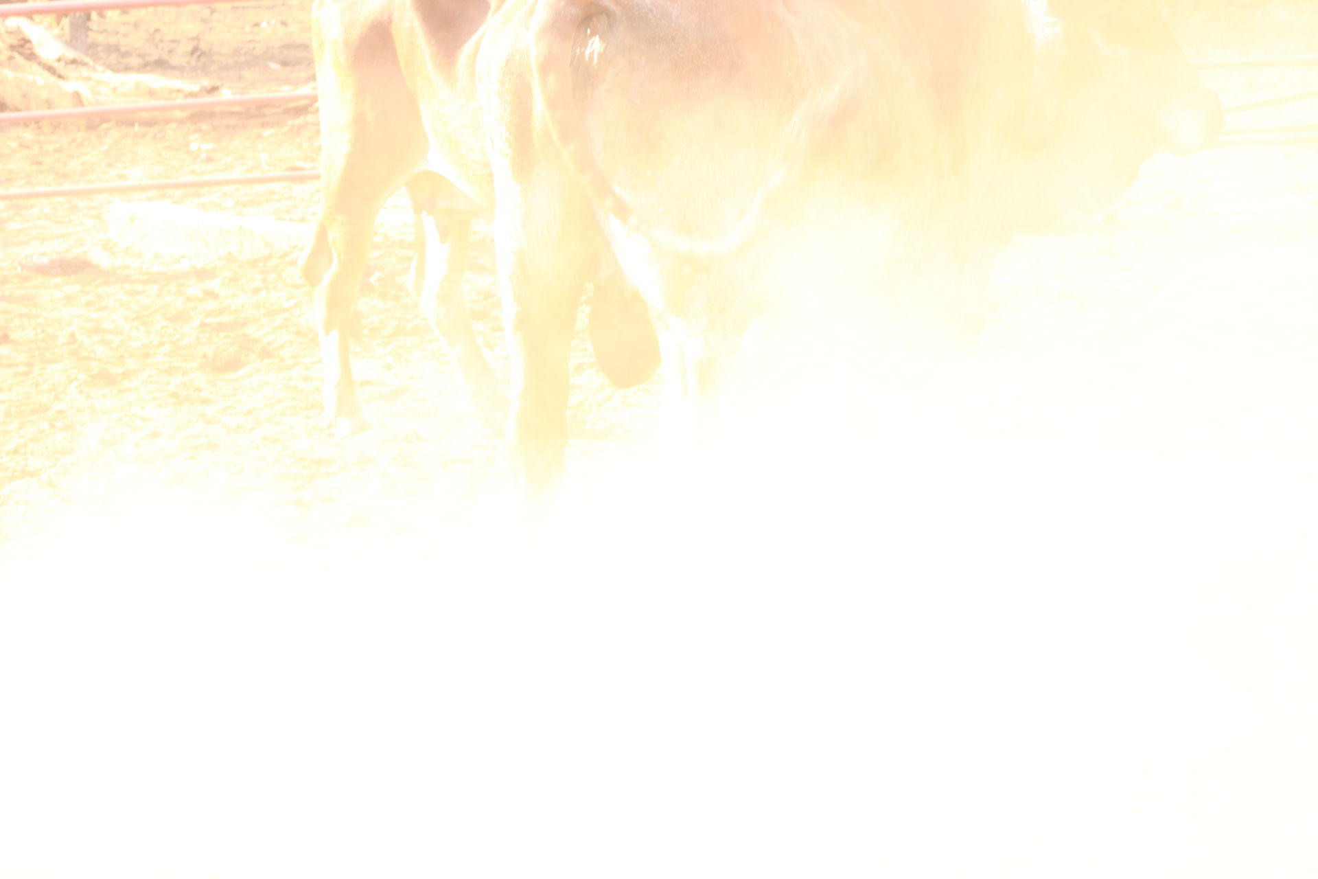 Bulls fighting, kalakamati Botswana