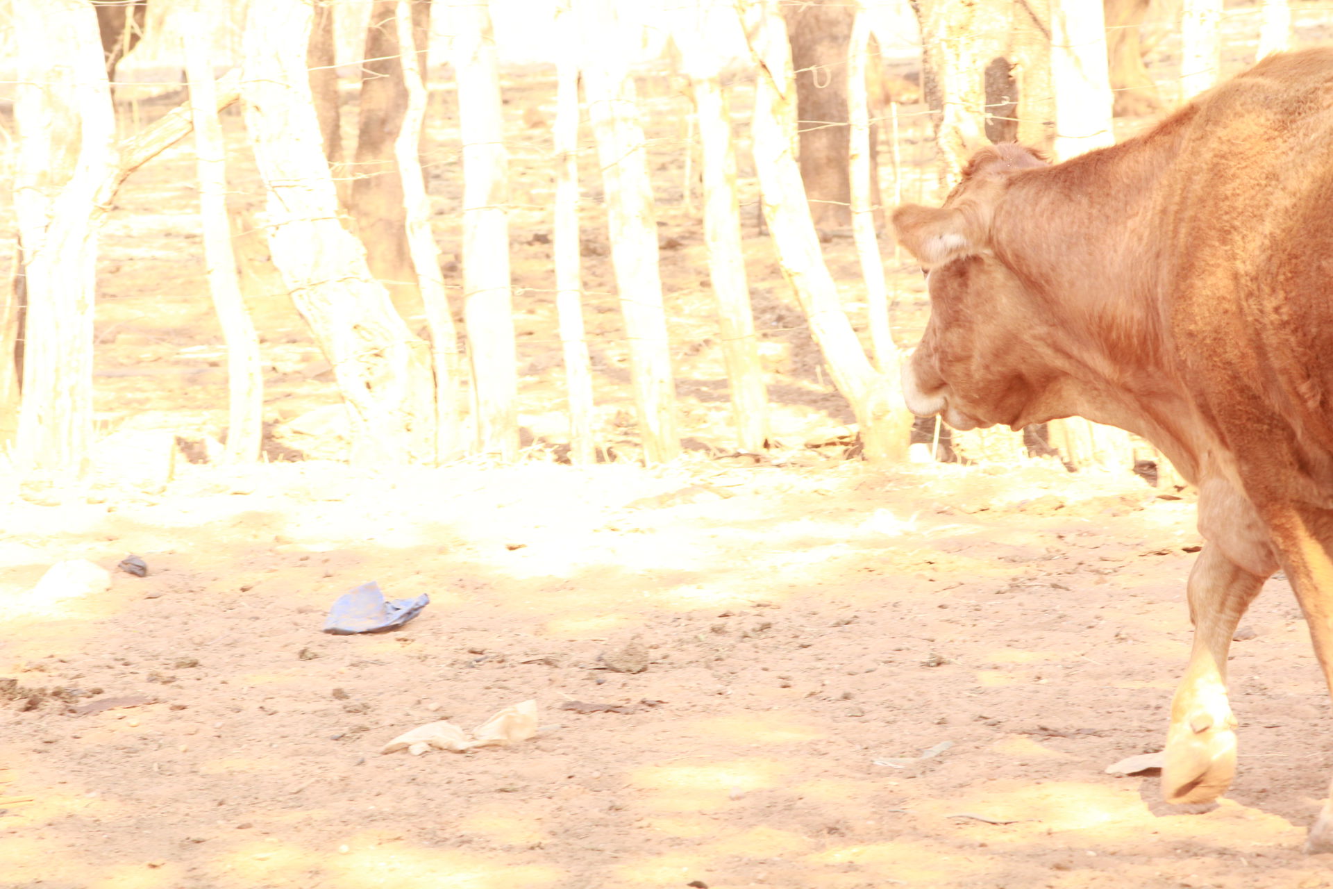 Cow mooing at it's young one, kalakamati, Botswana