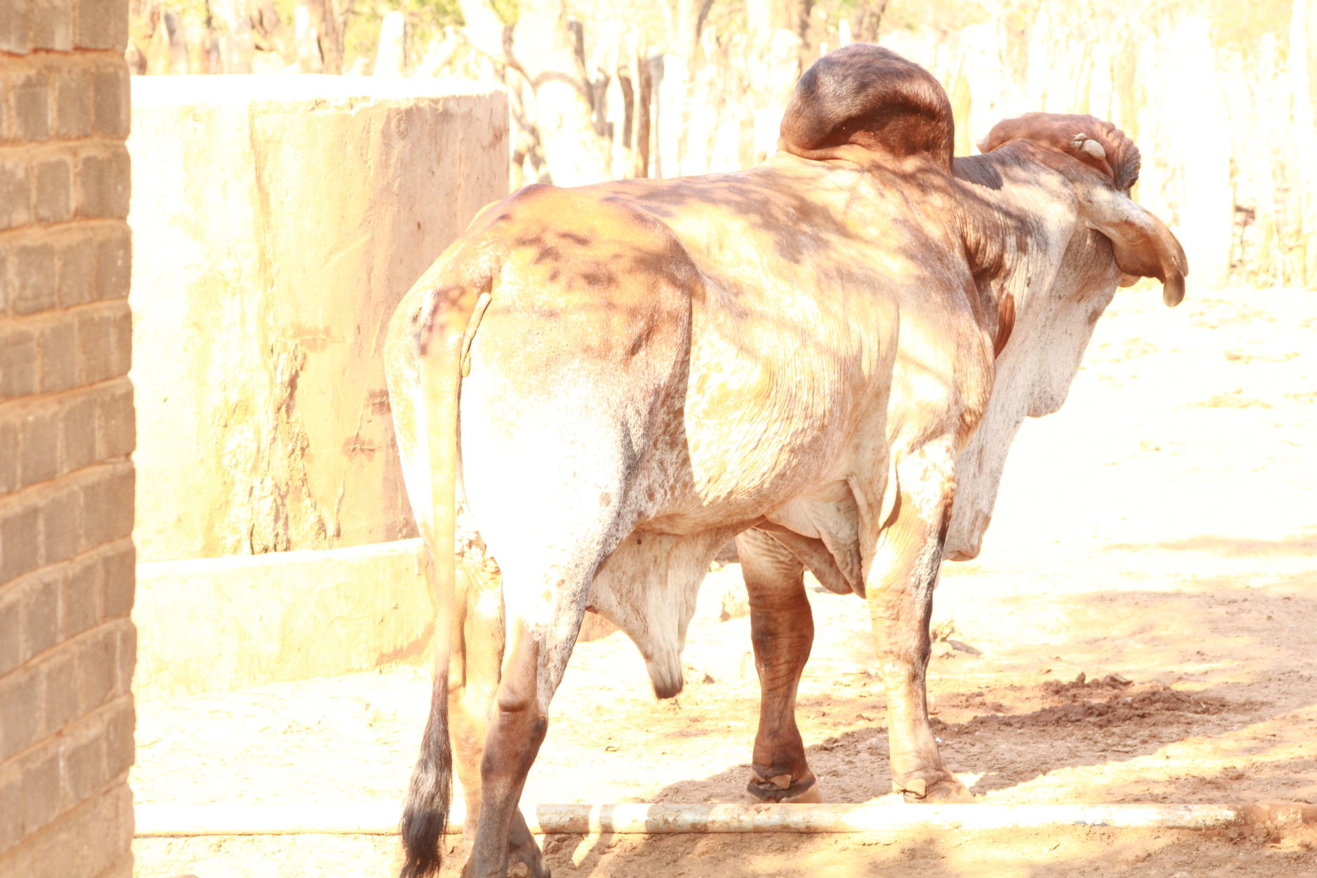 Brahman bull, kalakamati, Botswana