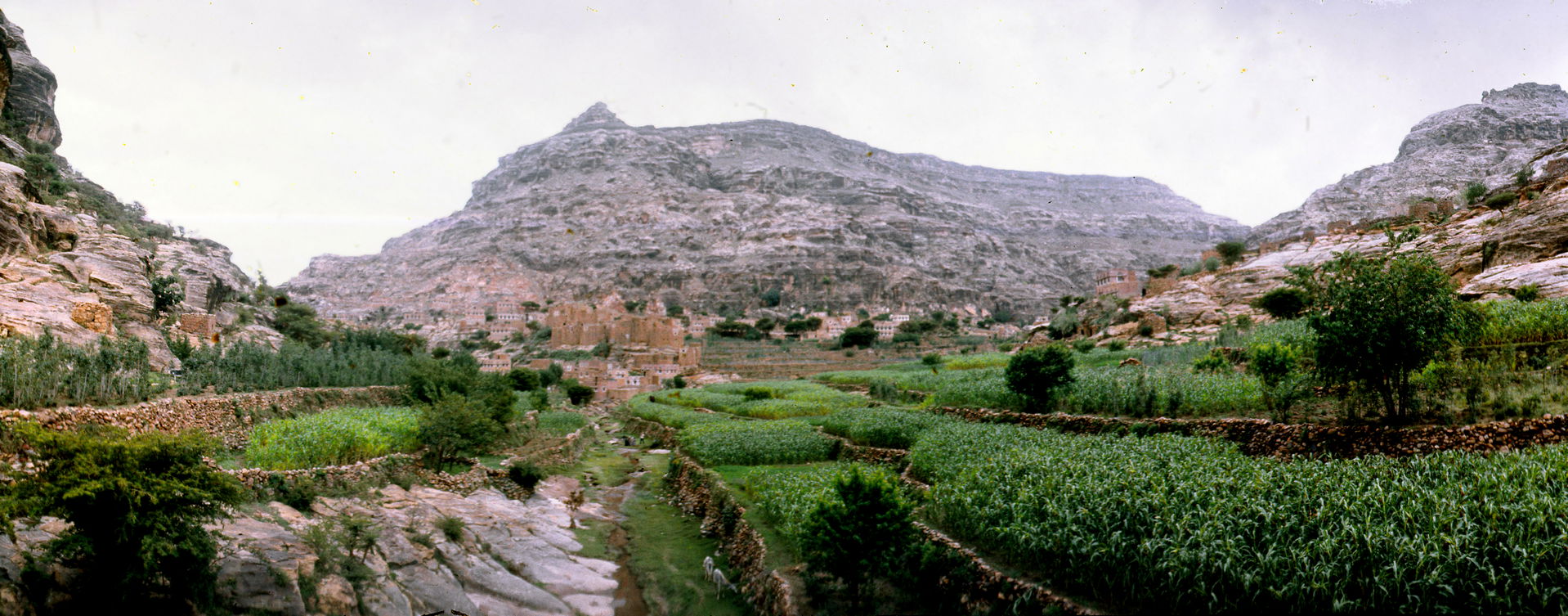 Landscape with corn fields. Al Mahwit Governorate, Yemen
