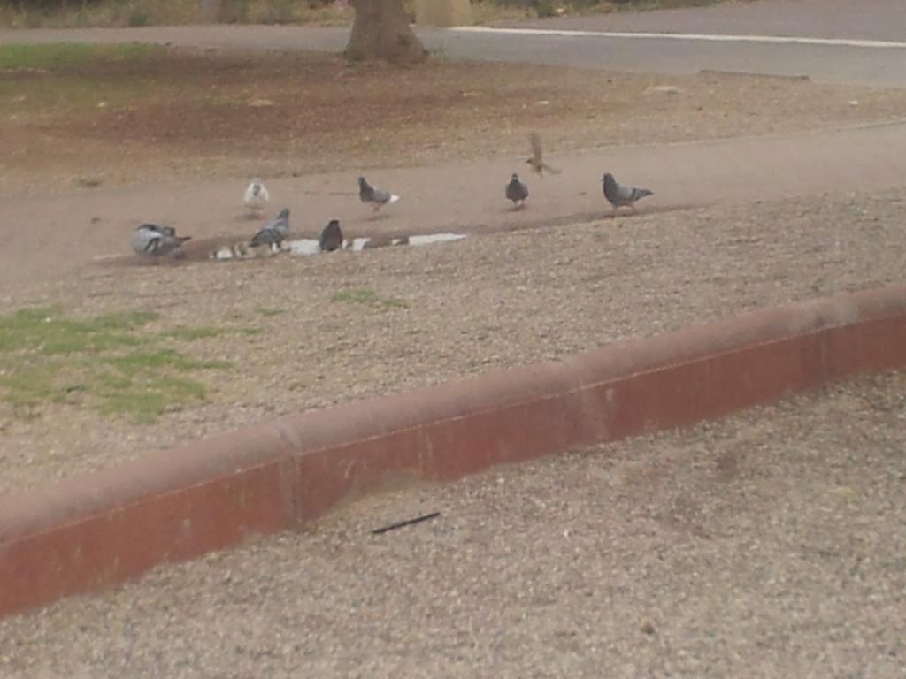 The hottest day of the year in Beitar Illit, Doves thirsty seek…