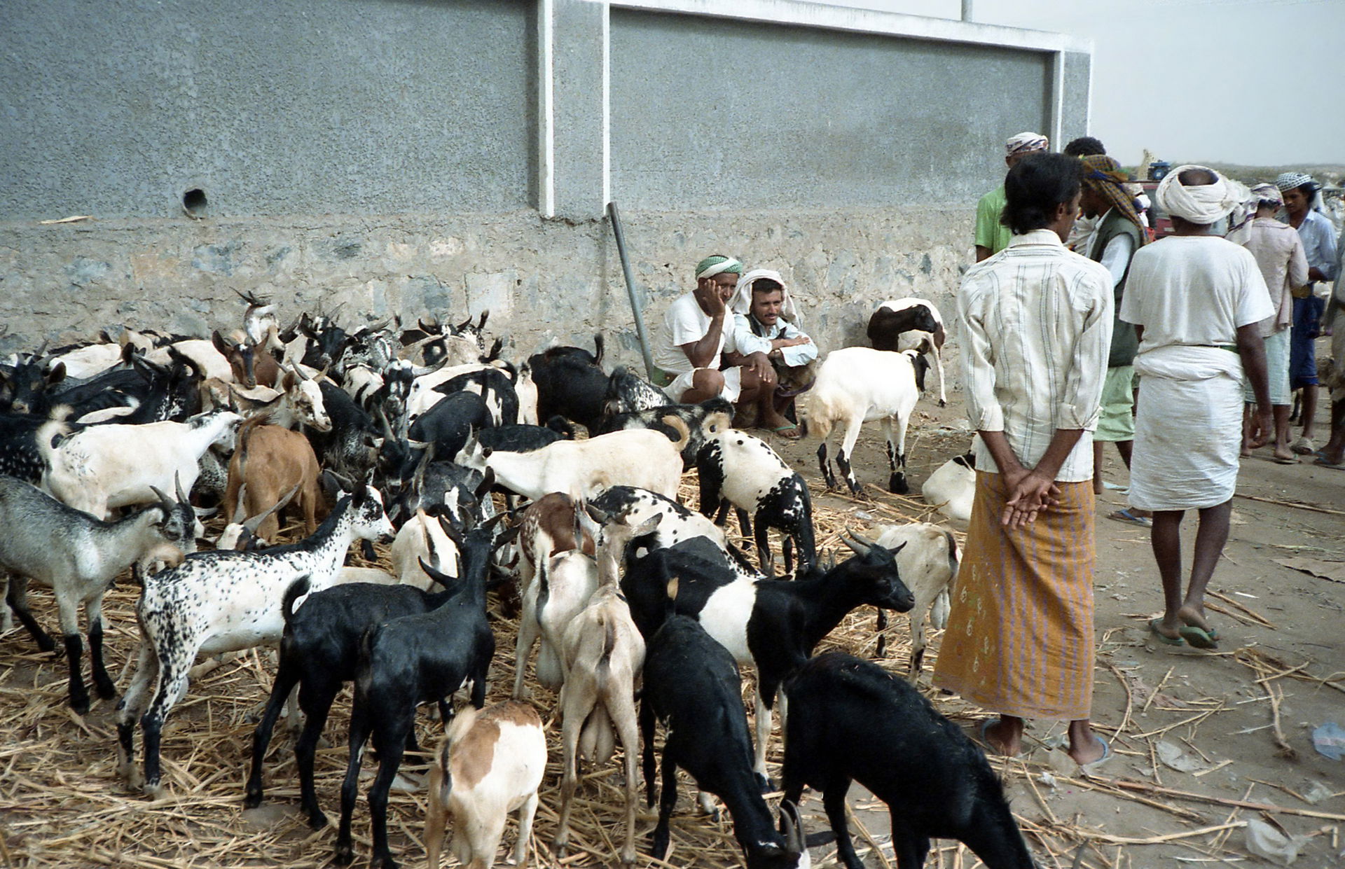 Goats at Bayt al-Faqih market, Yemen