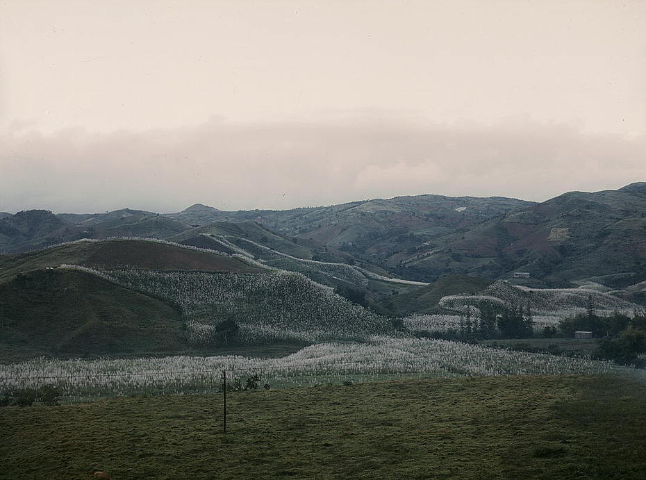 Delano, Jack,, photographer.
Tobacco country, vicinity of Barra…