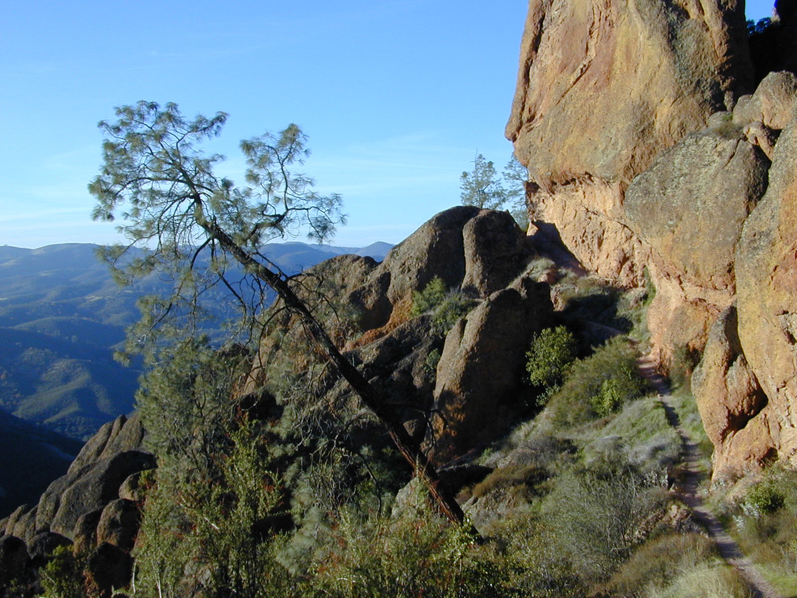Gray Pine Pinus sabiniana, Juniper Canyon Trail, Pinnacles Nati…