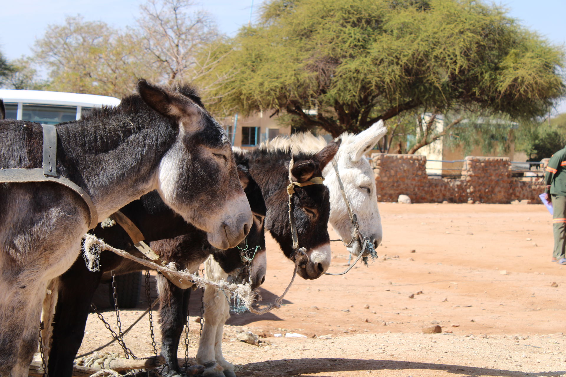 Donkeys in Kalamare, Village in Botswana
