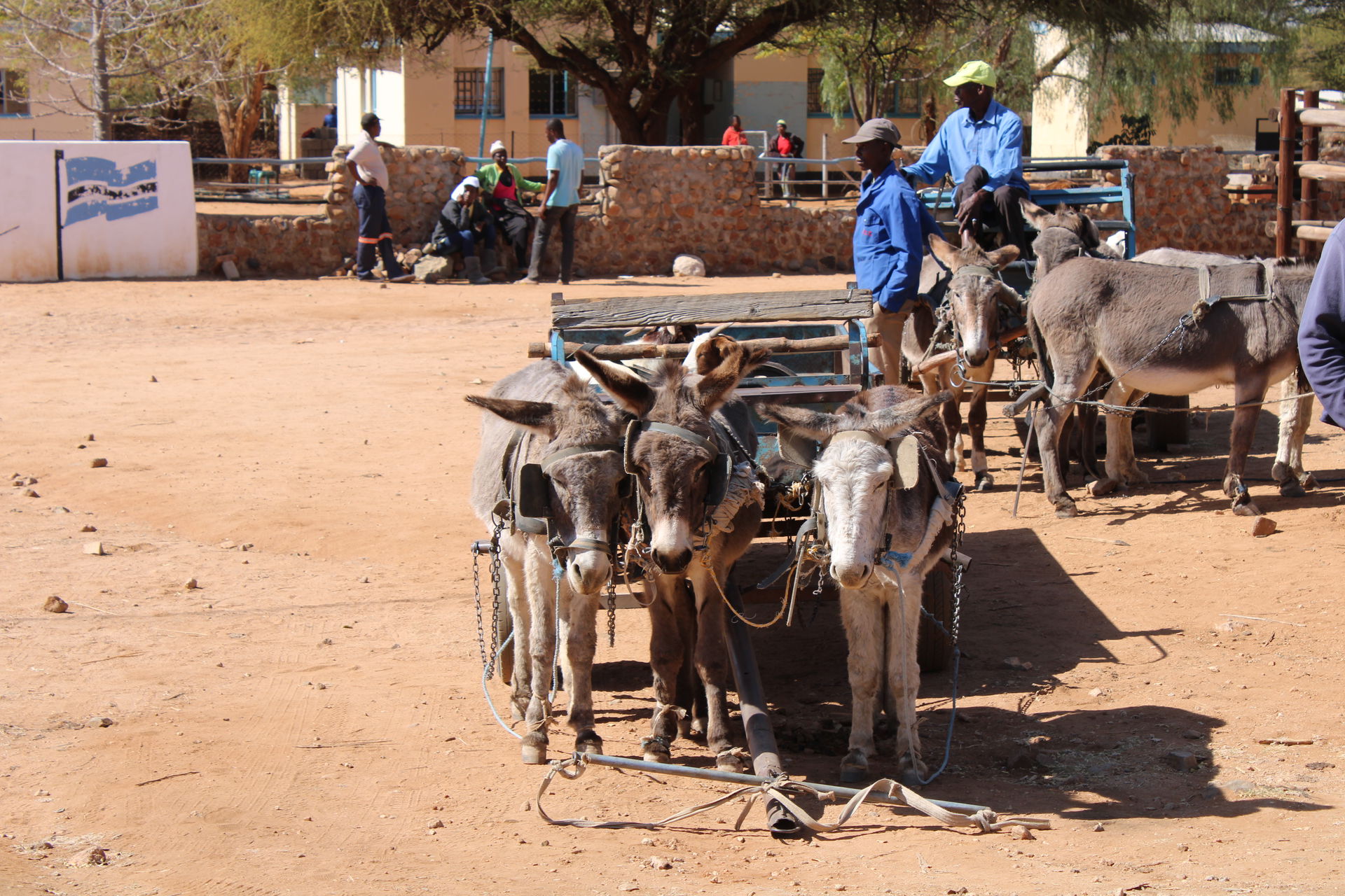 Donkey Cart in Kalamare, Village in Botswana