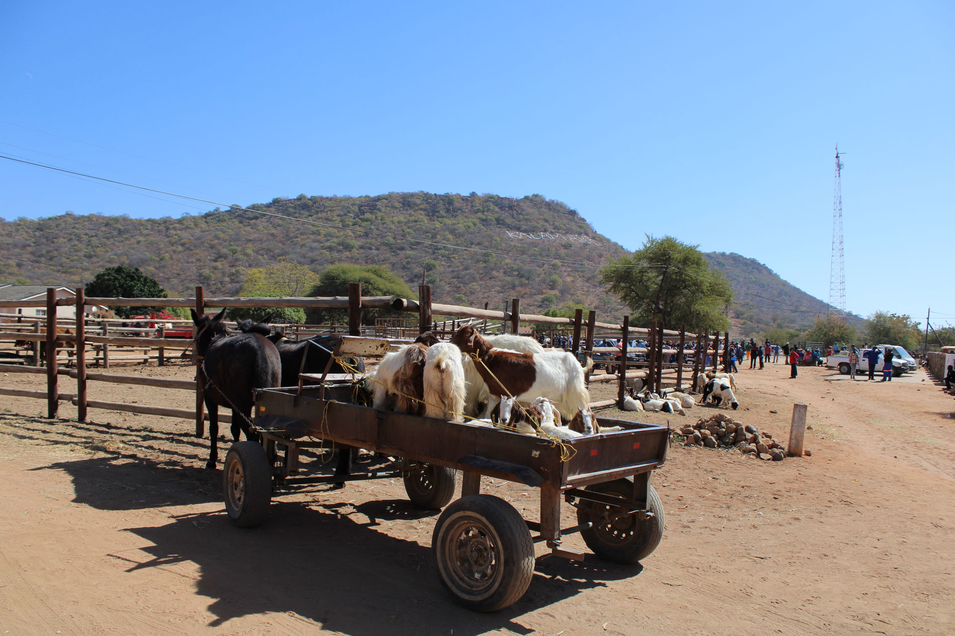 Donkey Cart carrying goats in Kalamare, Village in Botswana