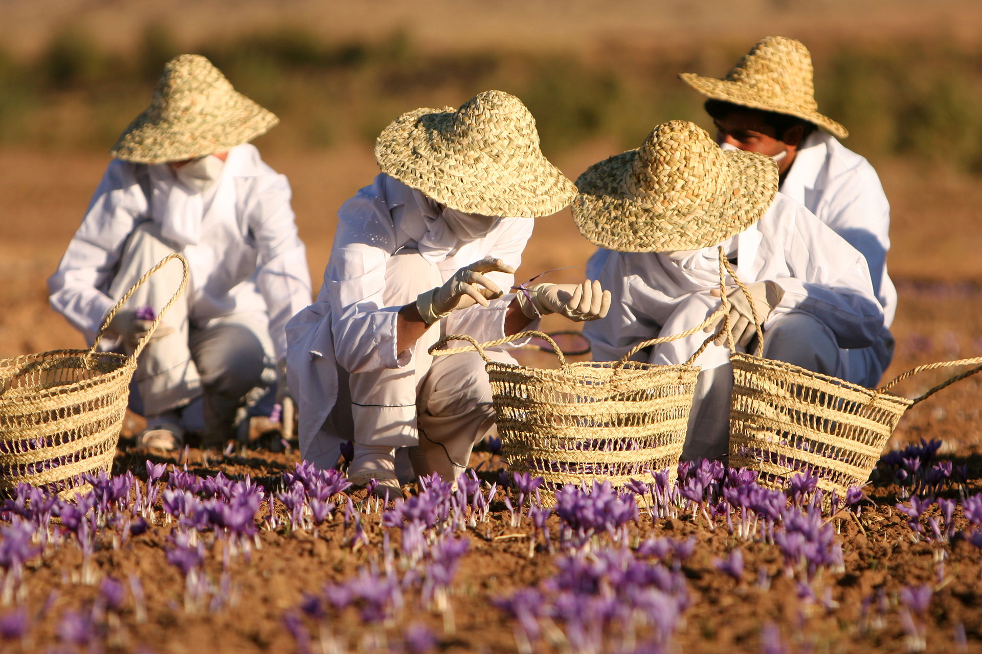 A saffron farm, Torbat heydariyeh, Razavi Khorasan province, Ir…