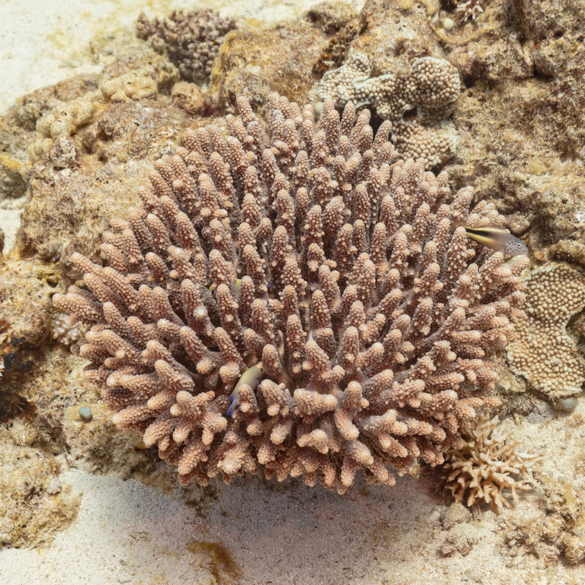 Acropora hemprichii, Ras Katy, Sharm el-Sheikh, Red Sea, Egypt.…