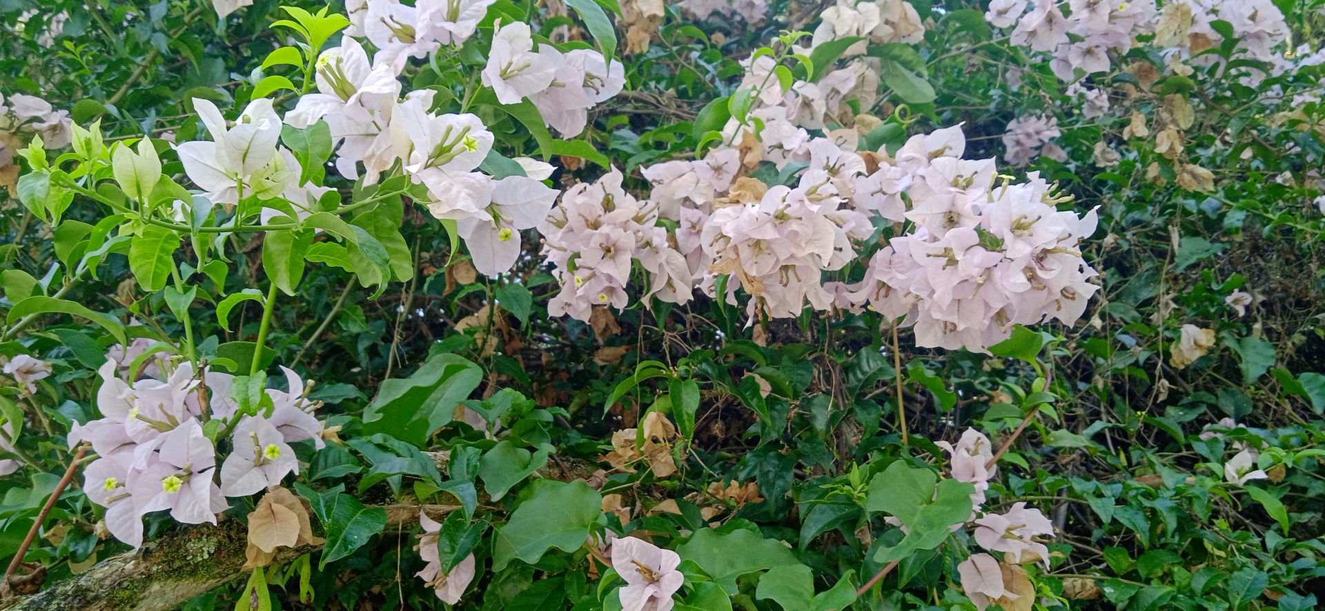 Panoramic view of the Bougainvillea glabra flower blooming in a…