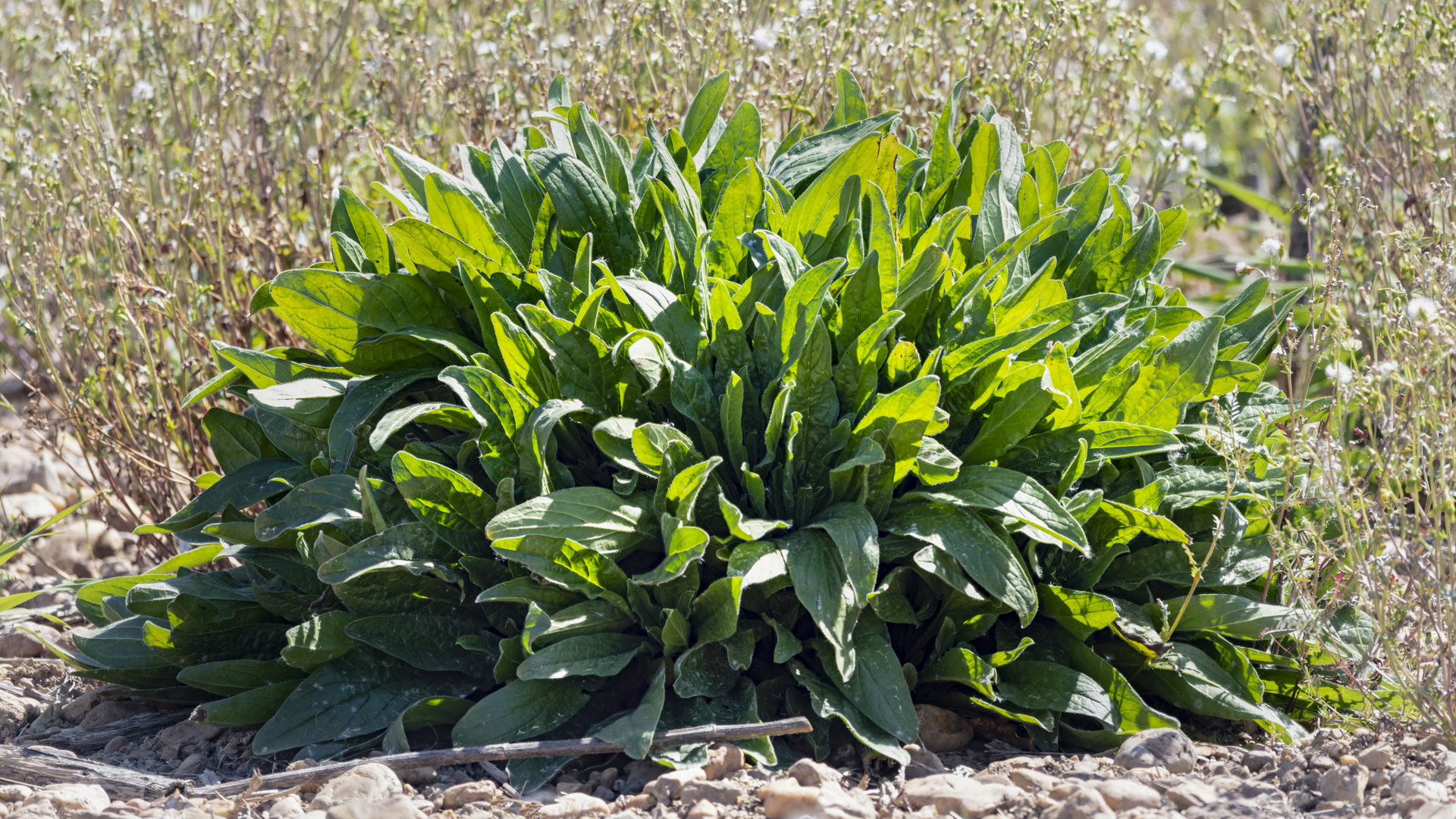 Common sorrel - habit