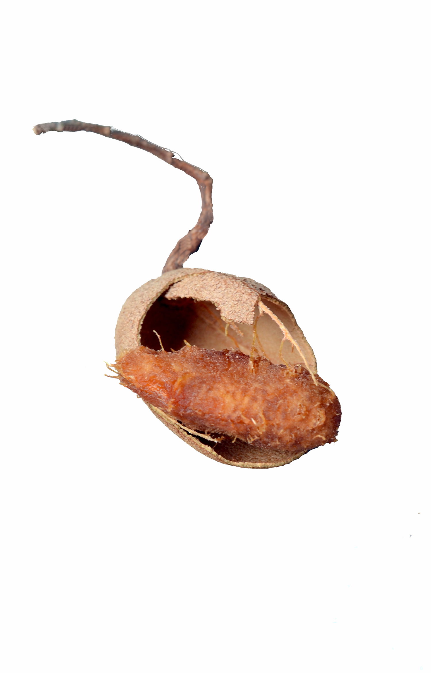 Tamarind fruit
